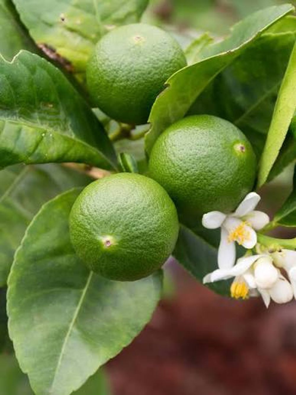 LIME SEMI DWARF TAHITIAN (4LT)