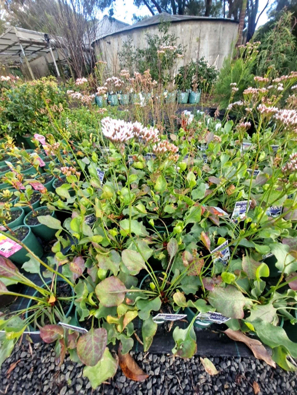 LIMONIUM PEREZII WHITE STAR (14CM)