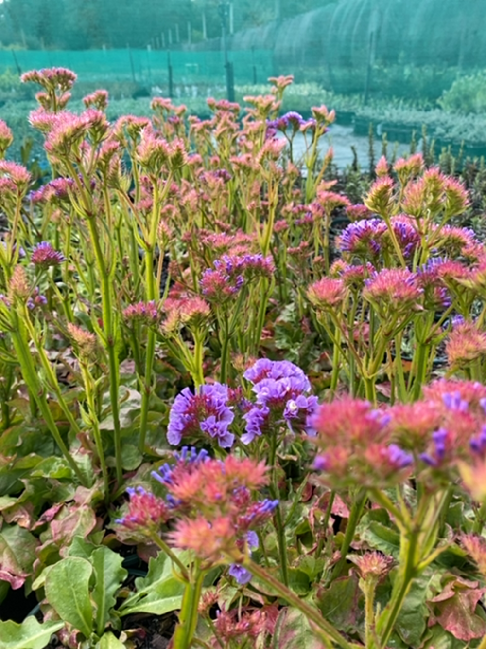 LIMONIUM SINZII DEEP BLUE (14CM)