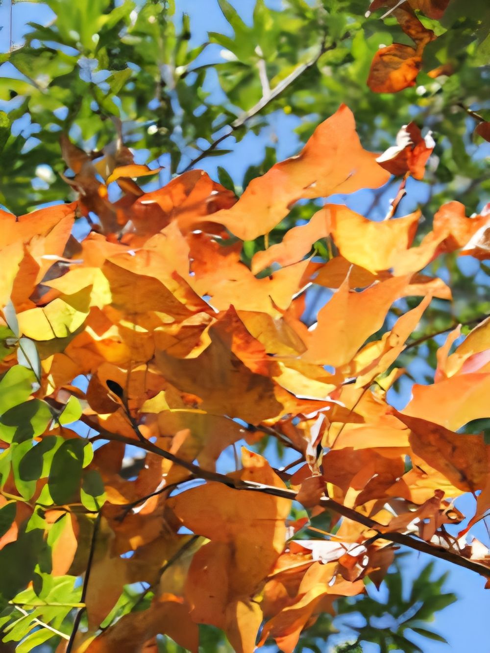 Liquidambar formosana Chinese Sweetgum (45lt)