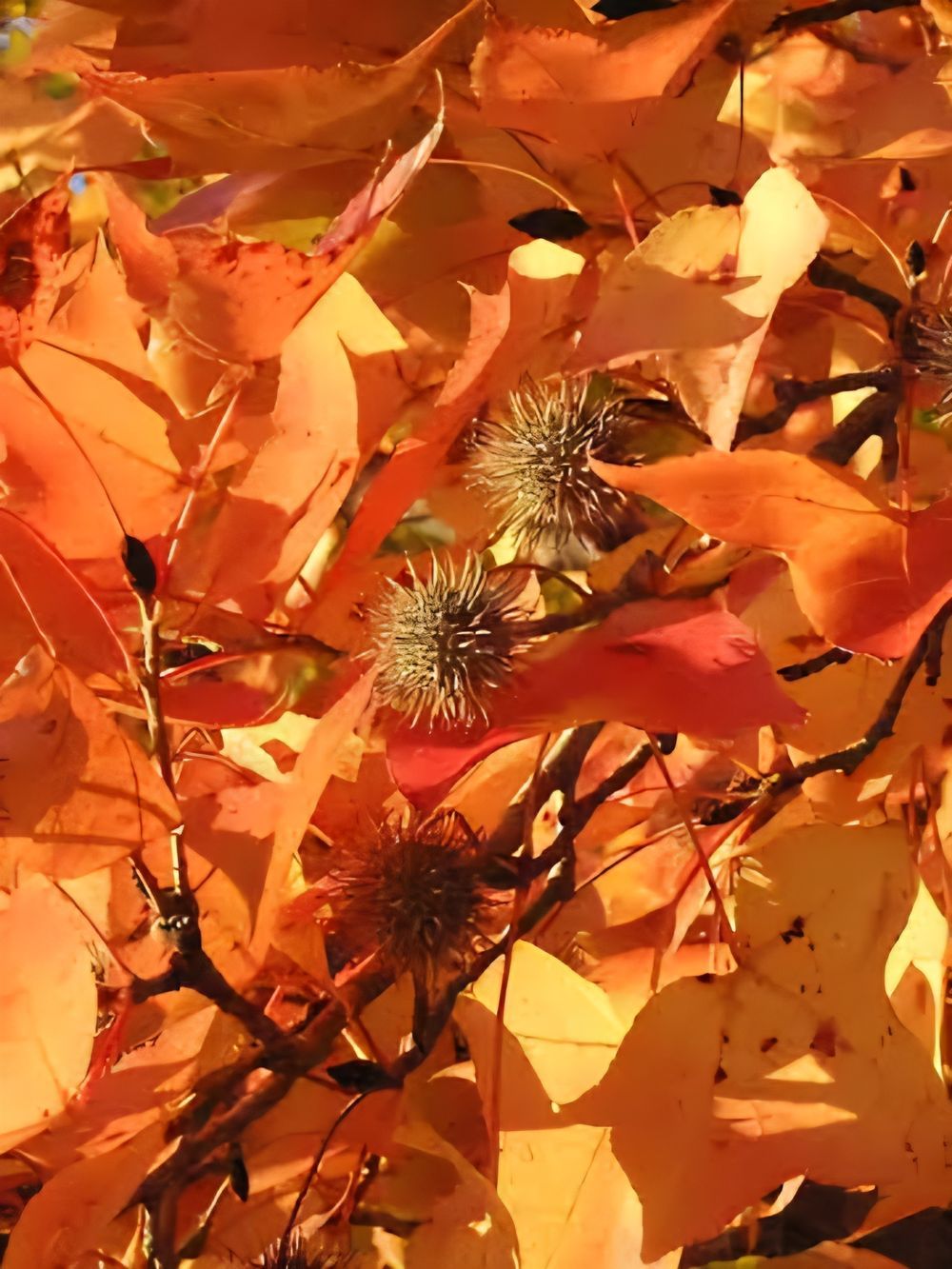 Liquidambar formosana Chinese Sweetgum (45lt)