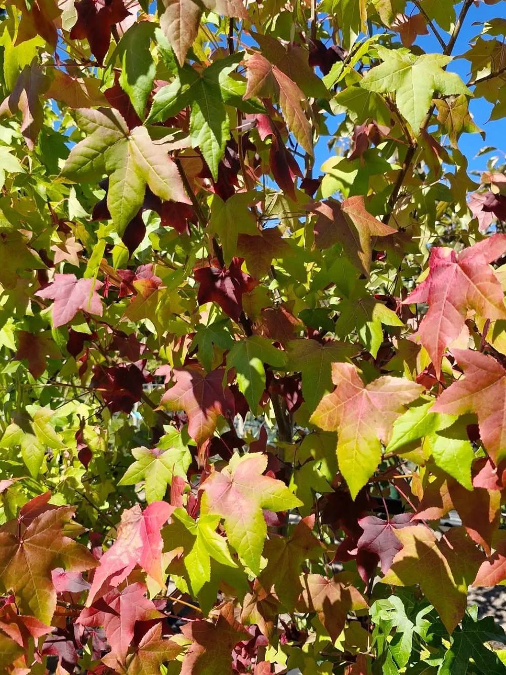 Liquidambar styraciflua American Sweetgum (25lt)