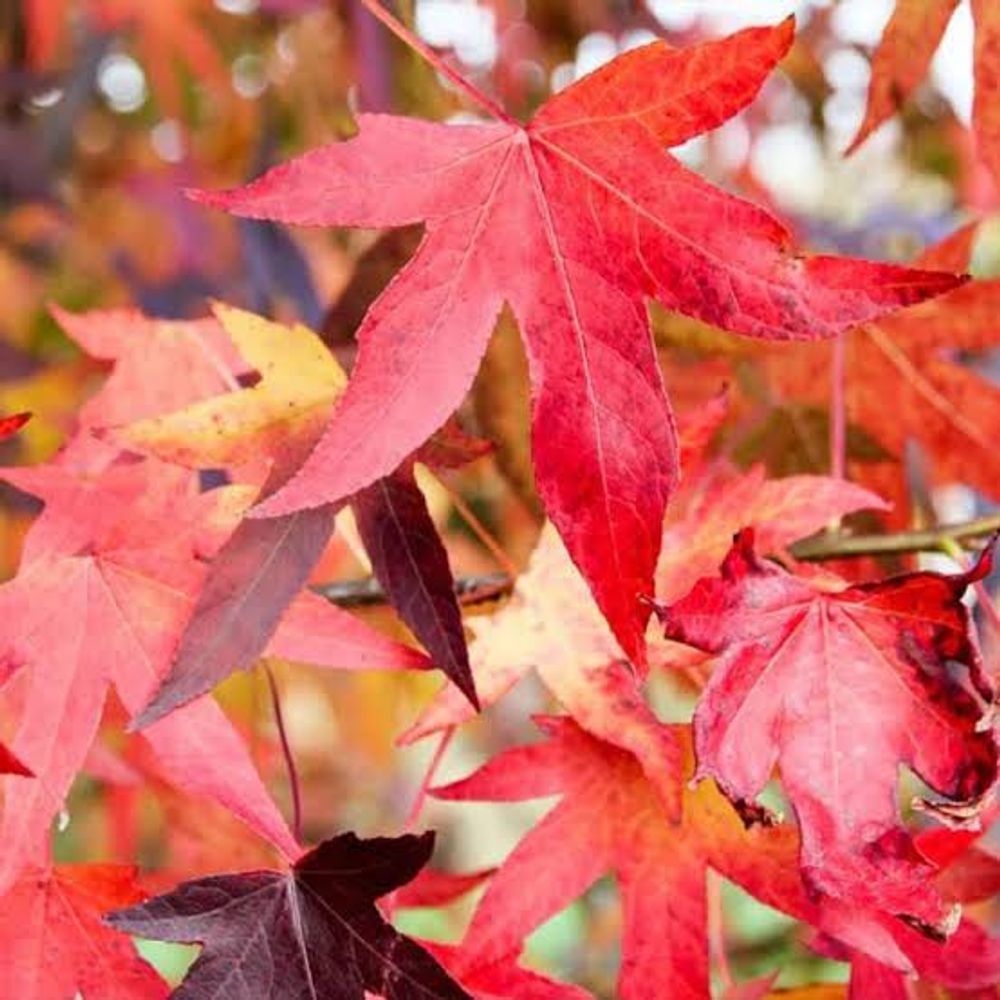 Liquidambar styraciflua American Sweetgum (25lt)