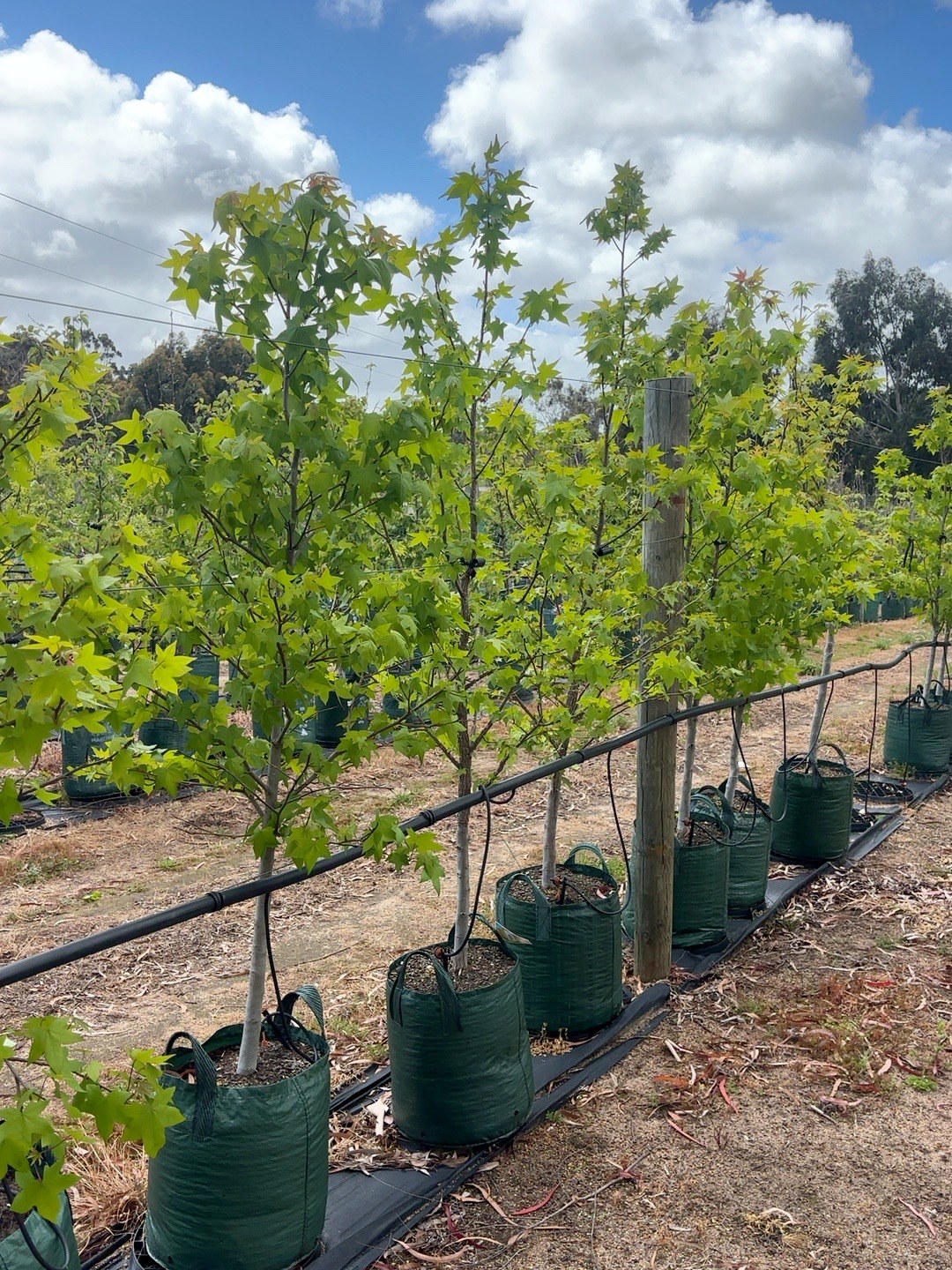 Liquidambar styraciflua American Sweetgum (45lt)
