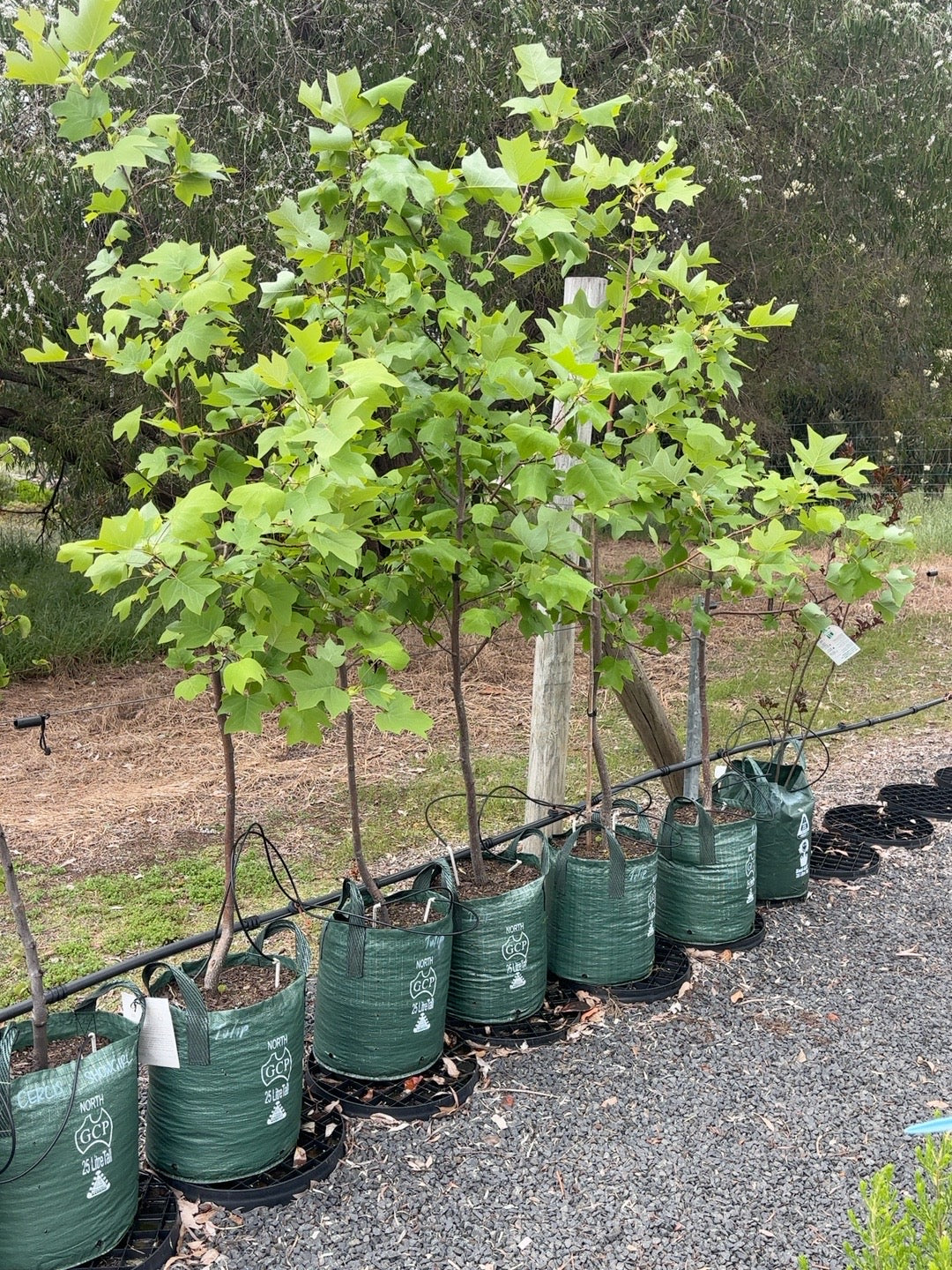 Liriodendron Tulip Tree (25lt)