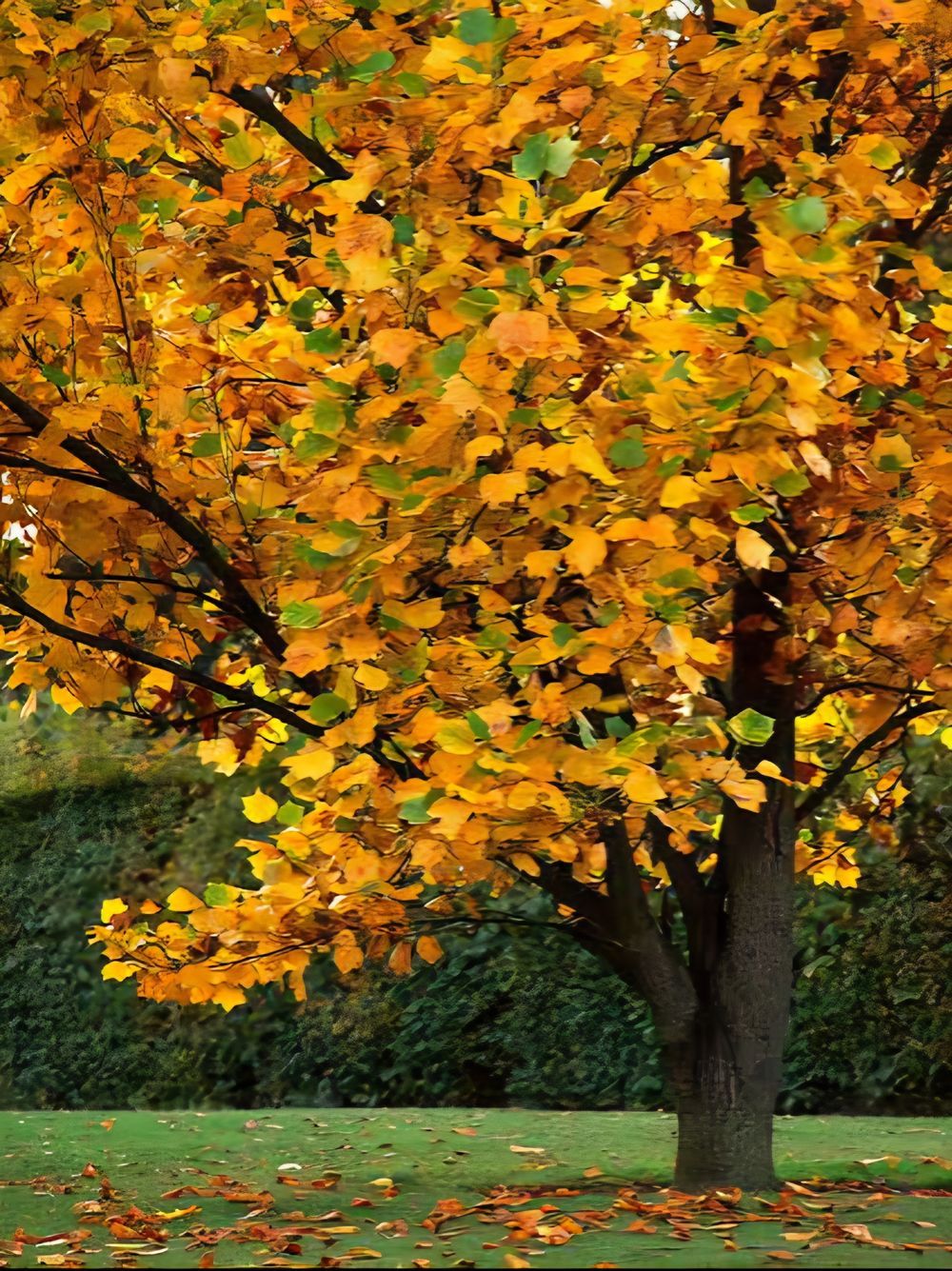 Liriodendron tulipifera Fastigiatum Tulip Tree (45lt)