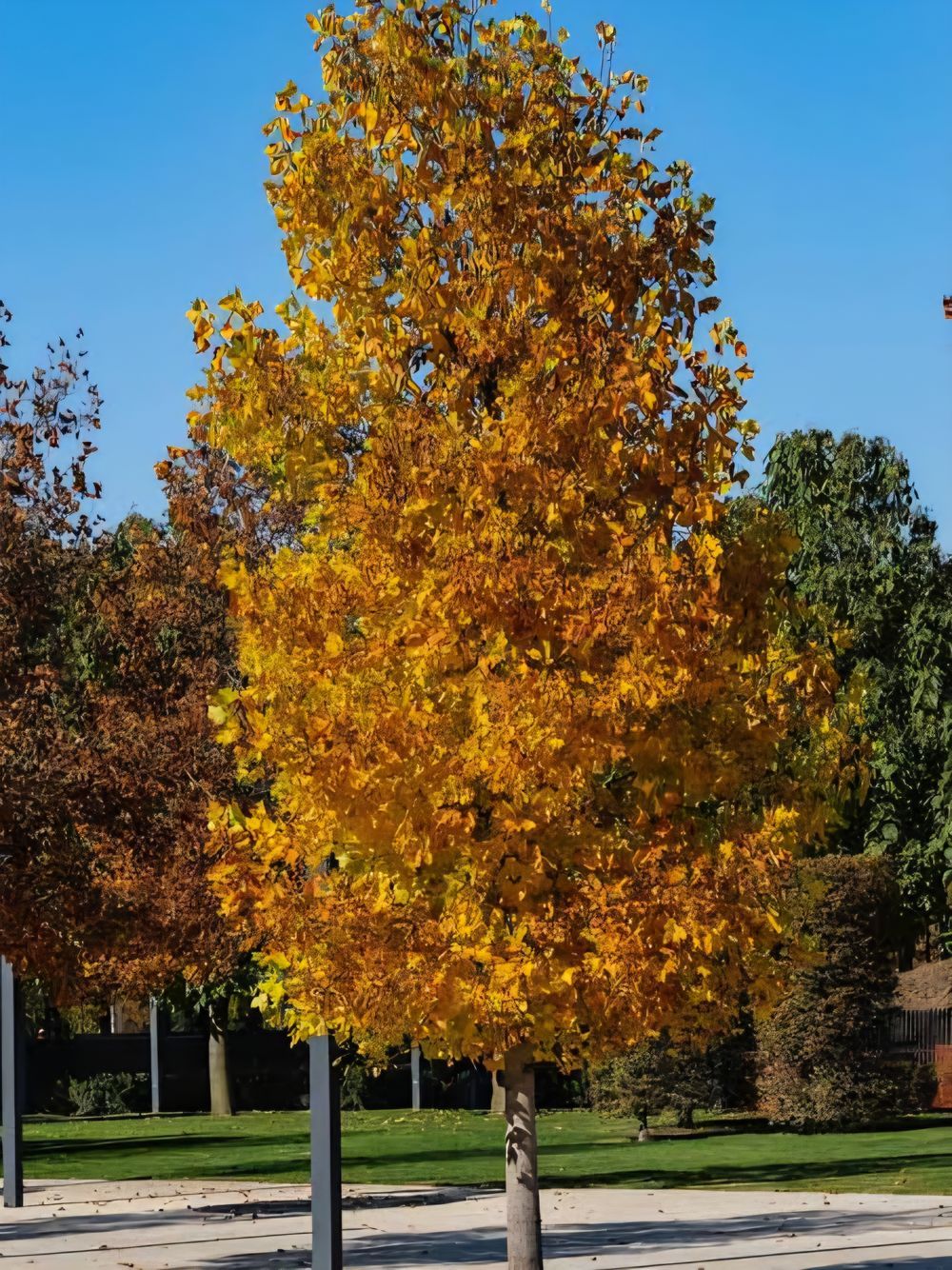 Liriodendron tulipifera Fastigiatum Tulip Tree (45lt)