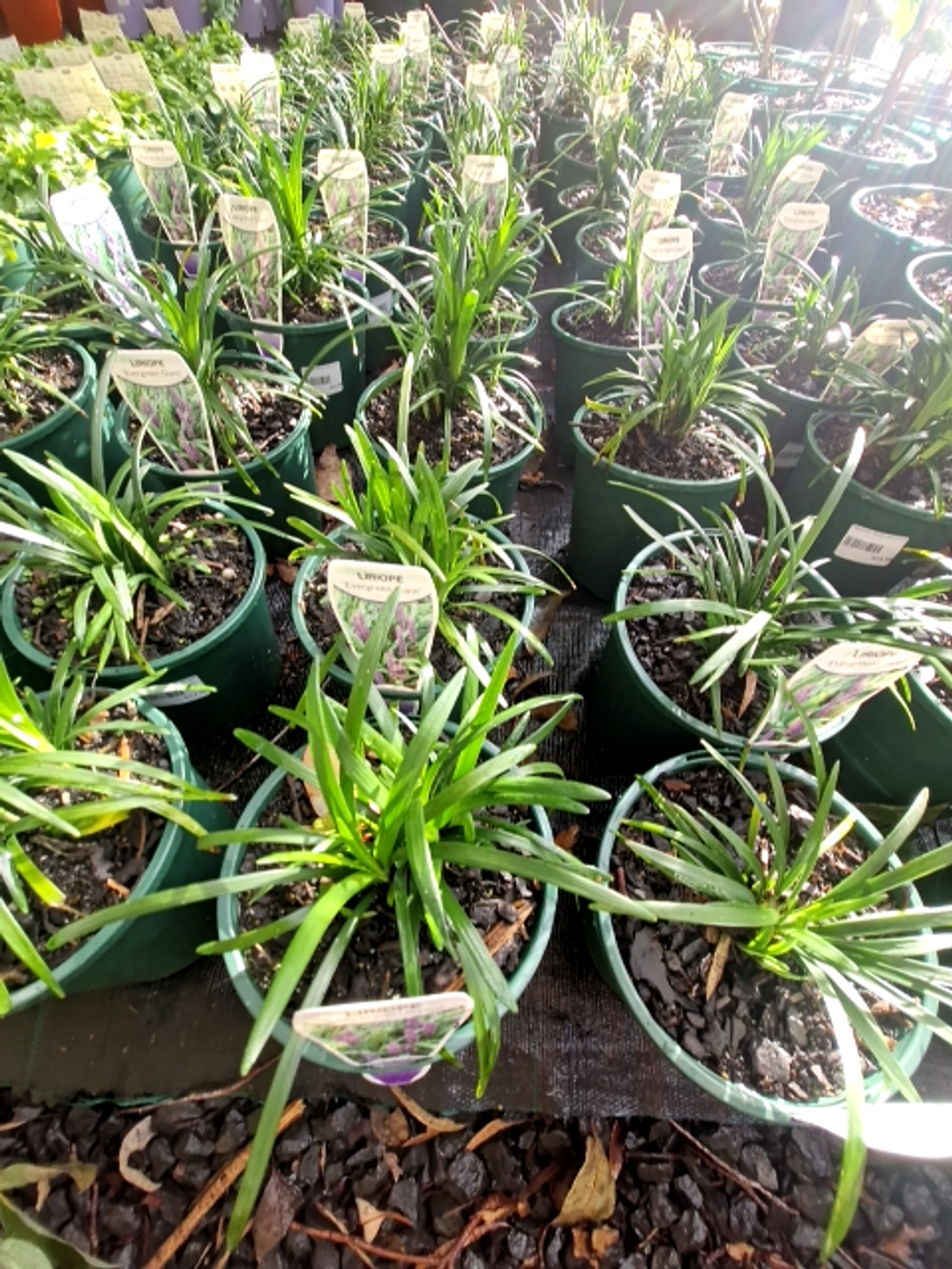 LIRIOPE MUSCARI EVERGREEN GIANT (14CM)