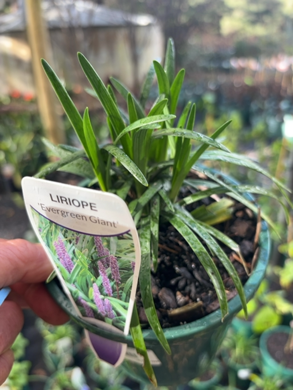 LIRIOPE MUSCARI EVERGREEN GIANT (14CM)
