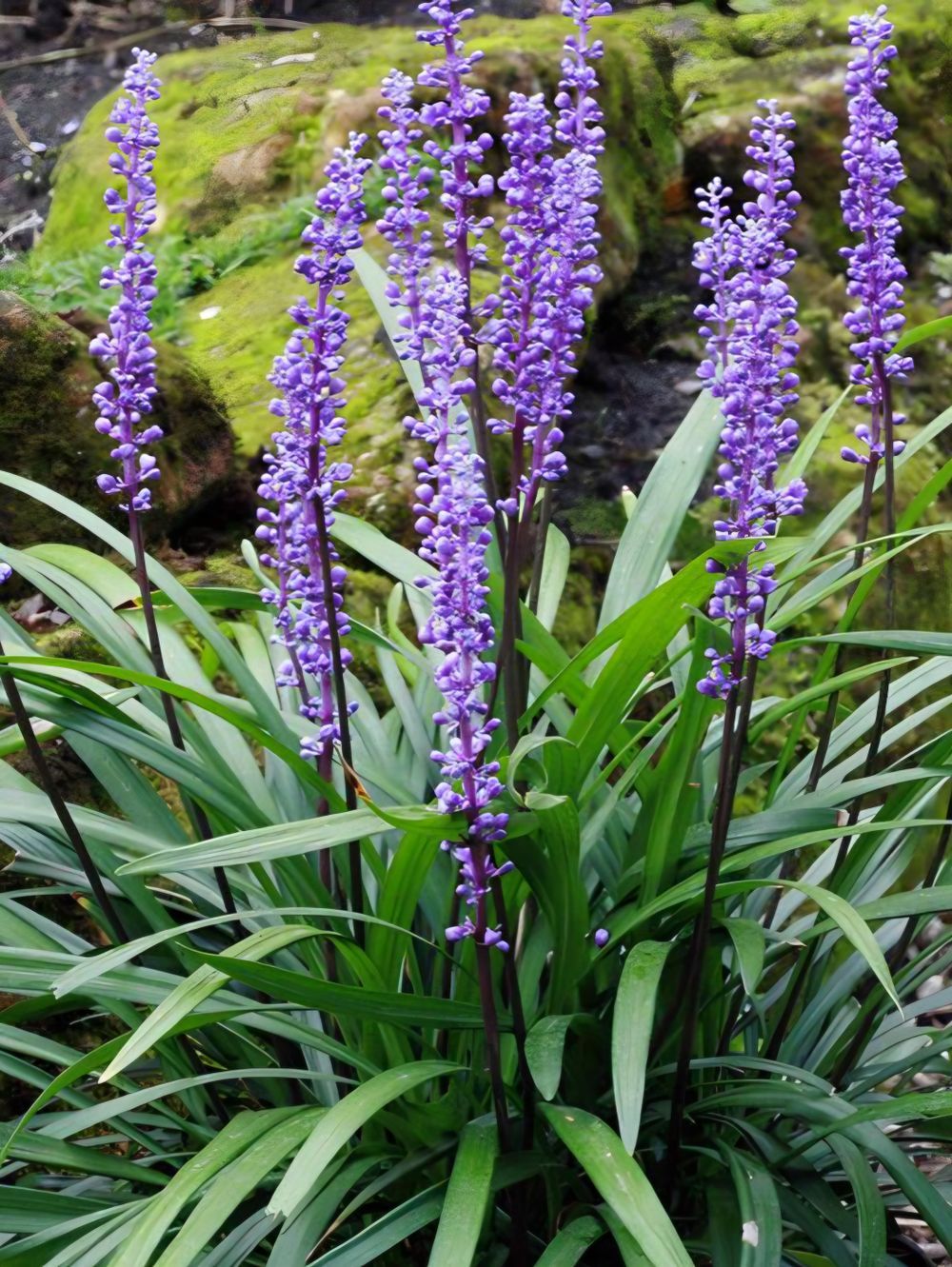 Liriope muscari Evergreen Giant (14cm)
