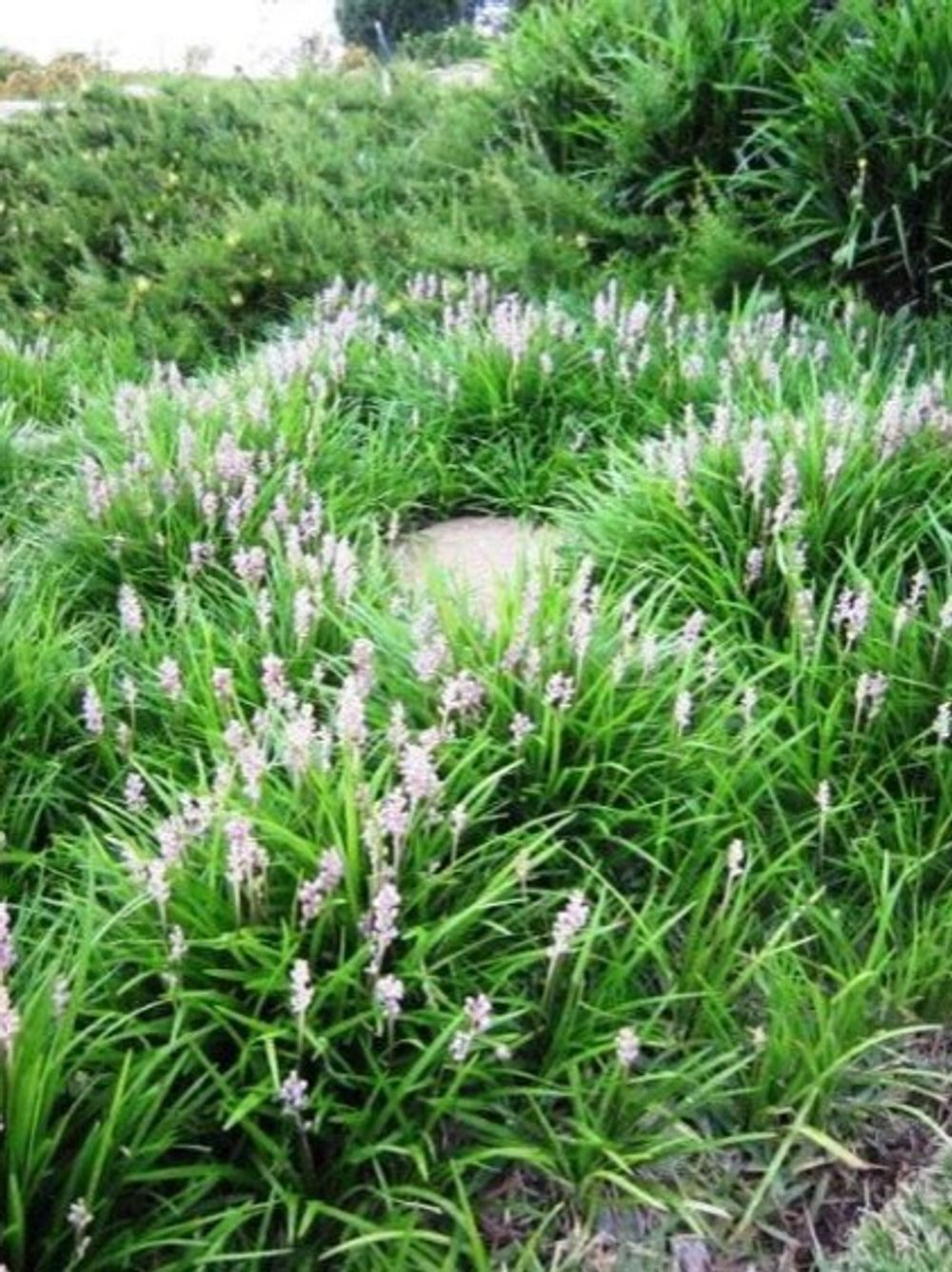 LIRIOPE MUSCARI ISABELLA (14CM)