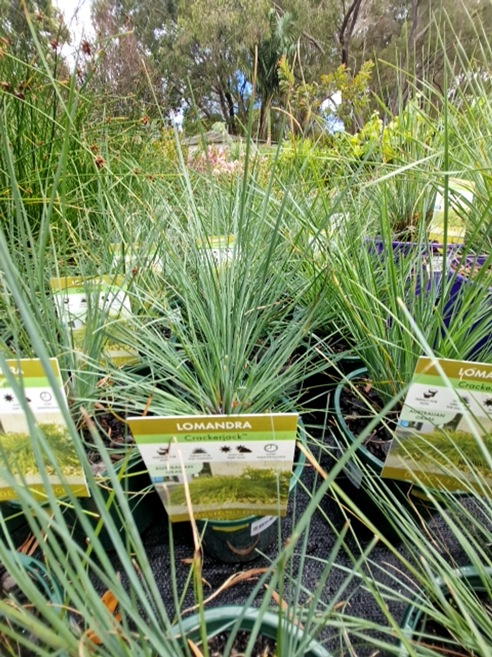 Lomandra confertifolia rubiginosa Crackerjack (14cm)