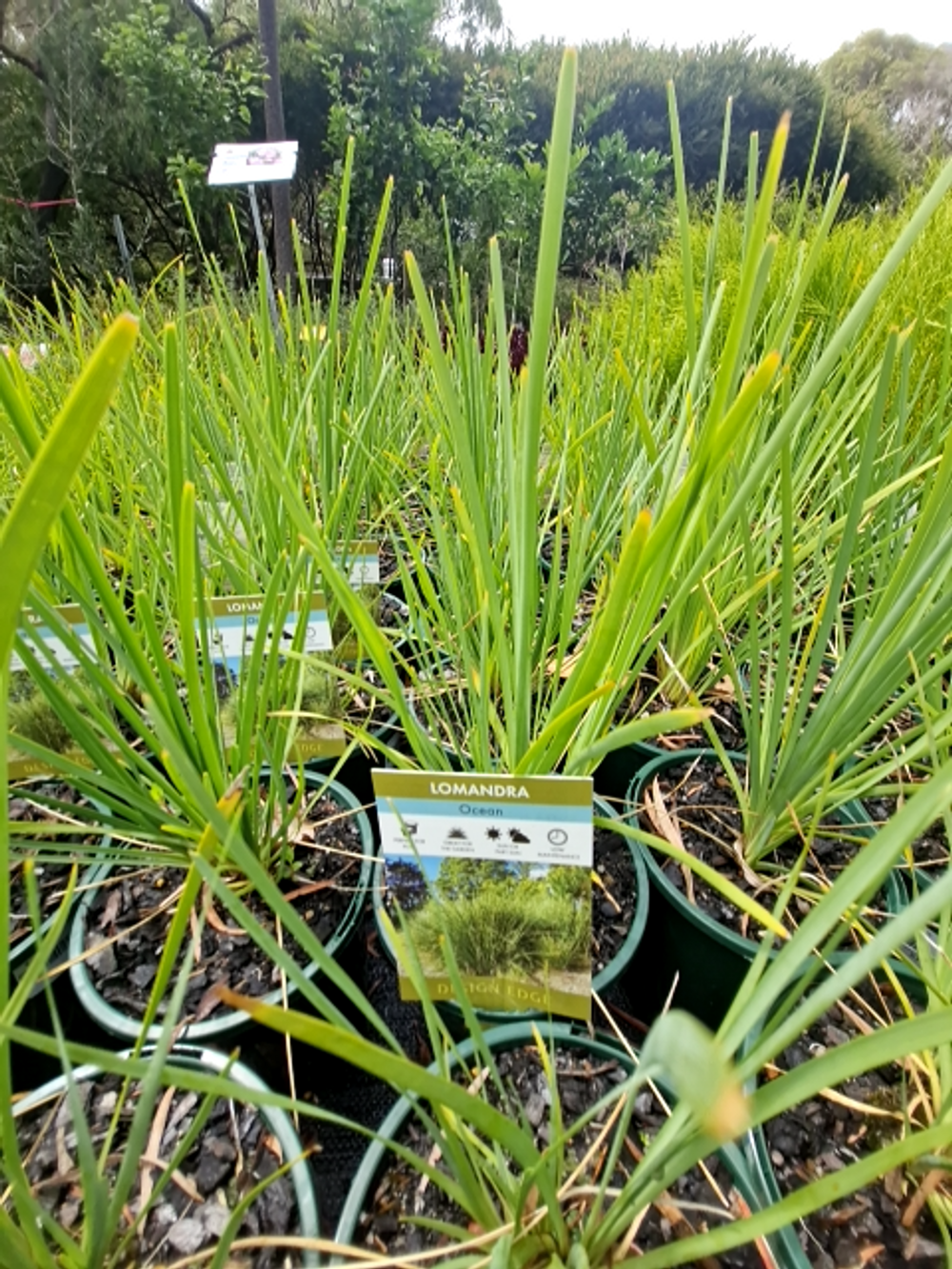 Lomandra confertifolia Ocean (14cm)