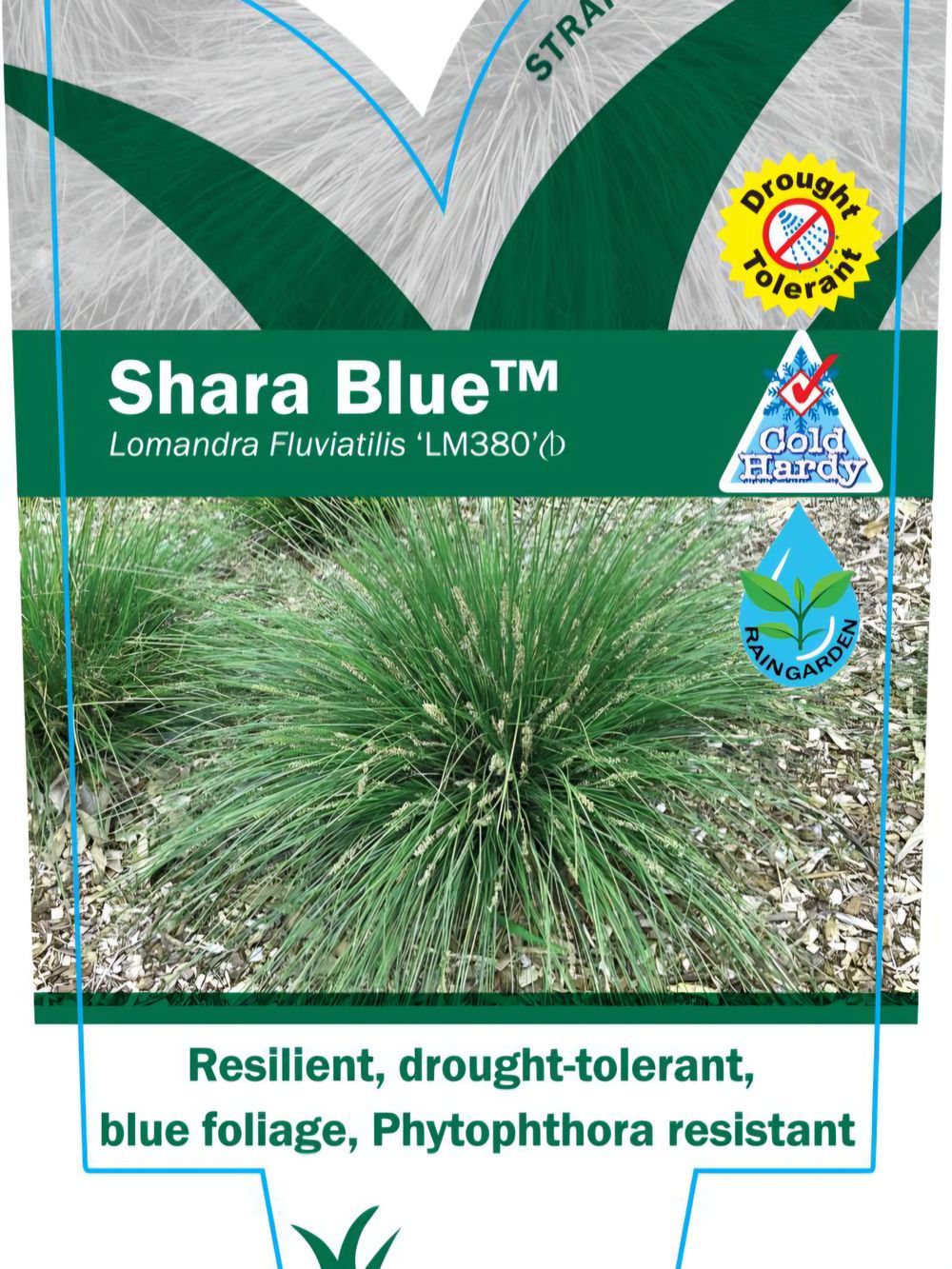 Lomandra Shara PBR (14cm)
