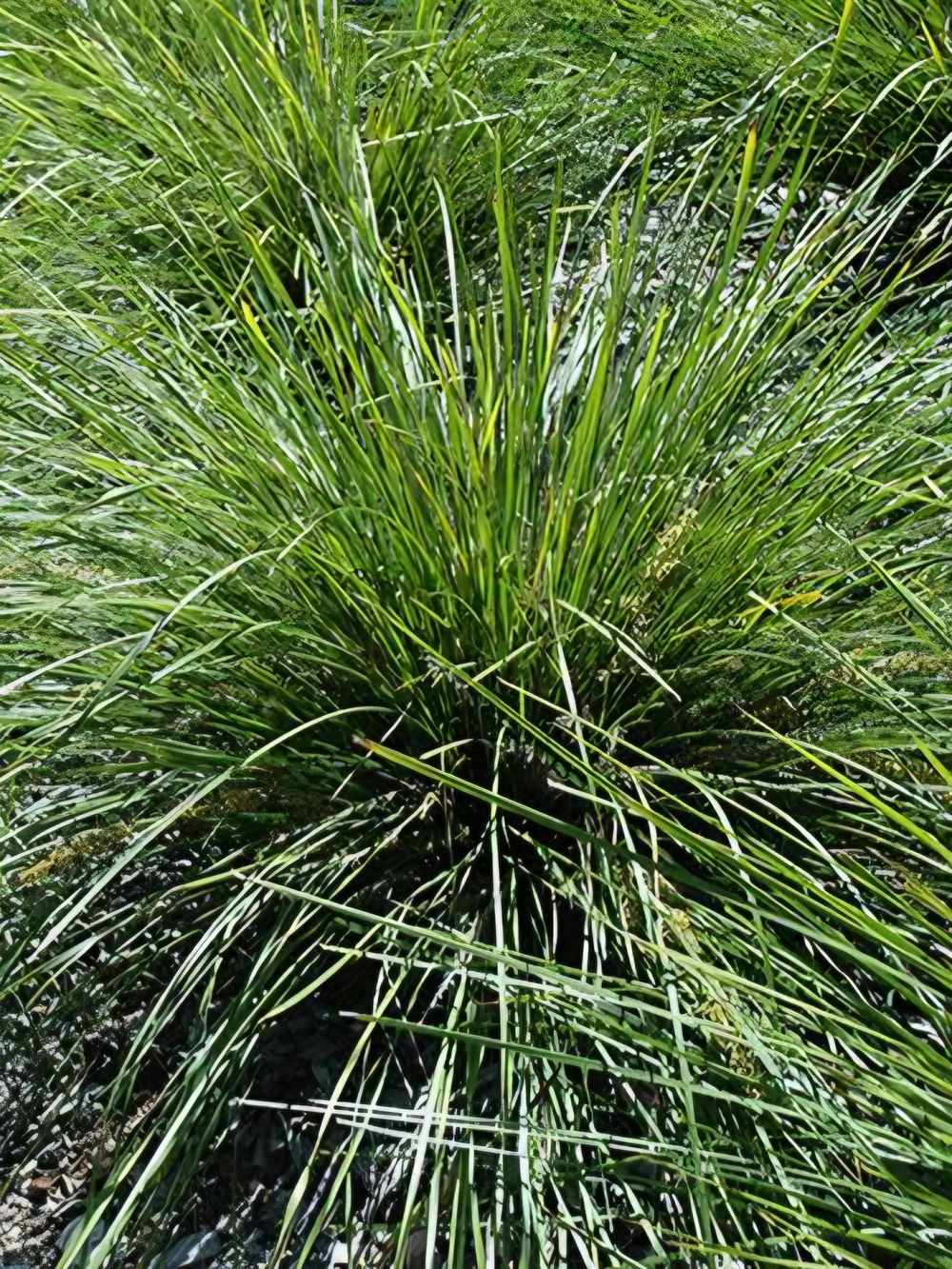 Lomandra longifolia Verday (14cm)