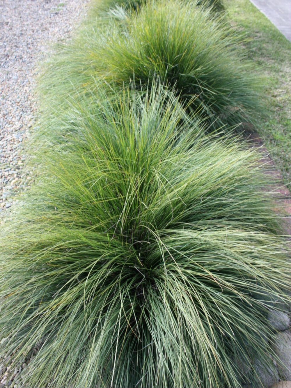 LOMANDRA WINGARA PBR (14CM)