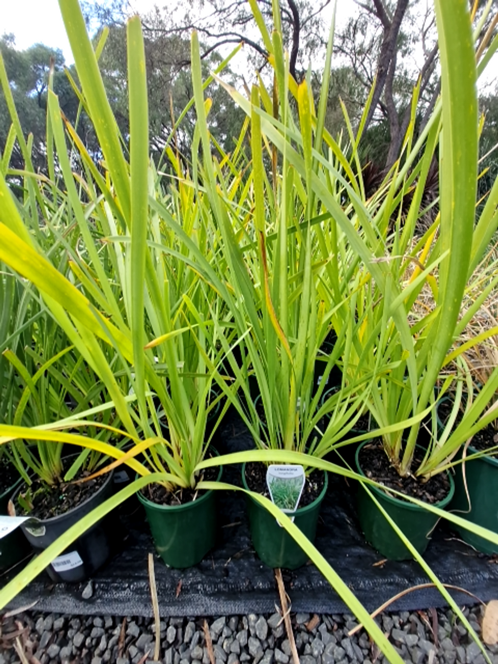 LOMANDRA LONGIFOLIA MAT RUSH (14CM)