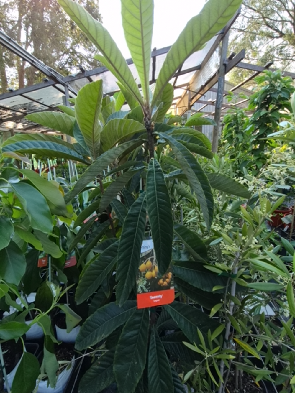 Loquat Enormity (6lt)
