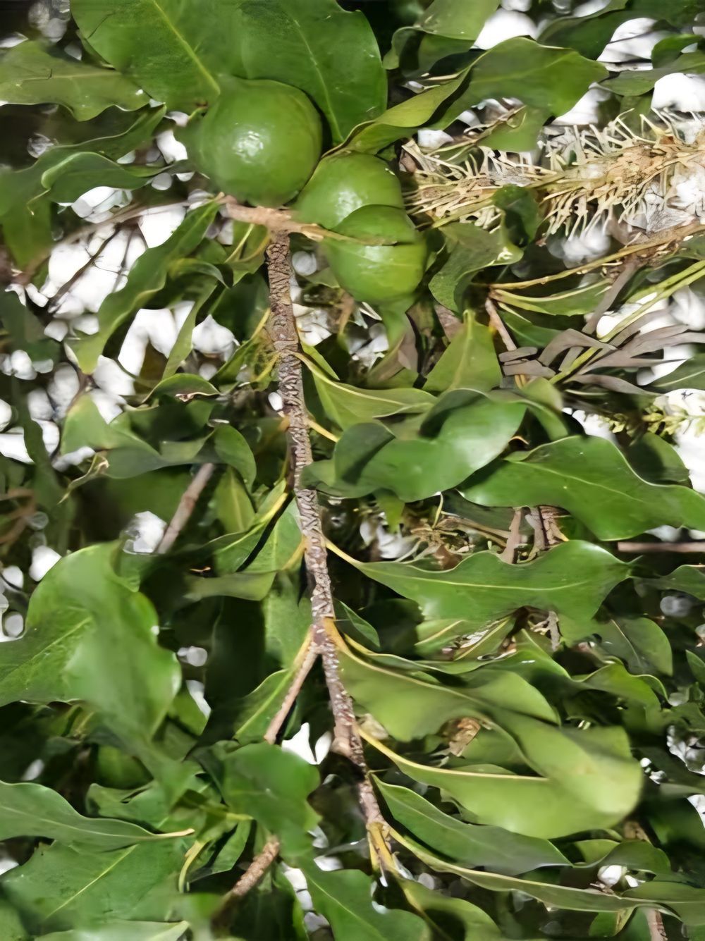 Macadamia 741 (Grafted) (25lt)