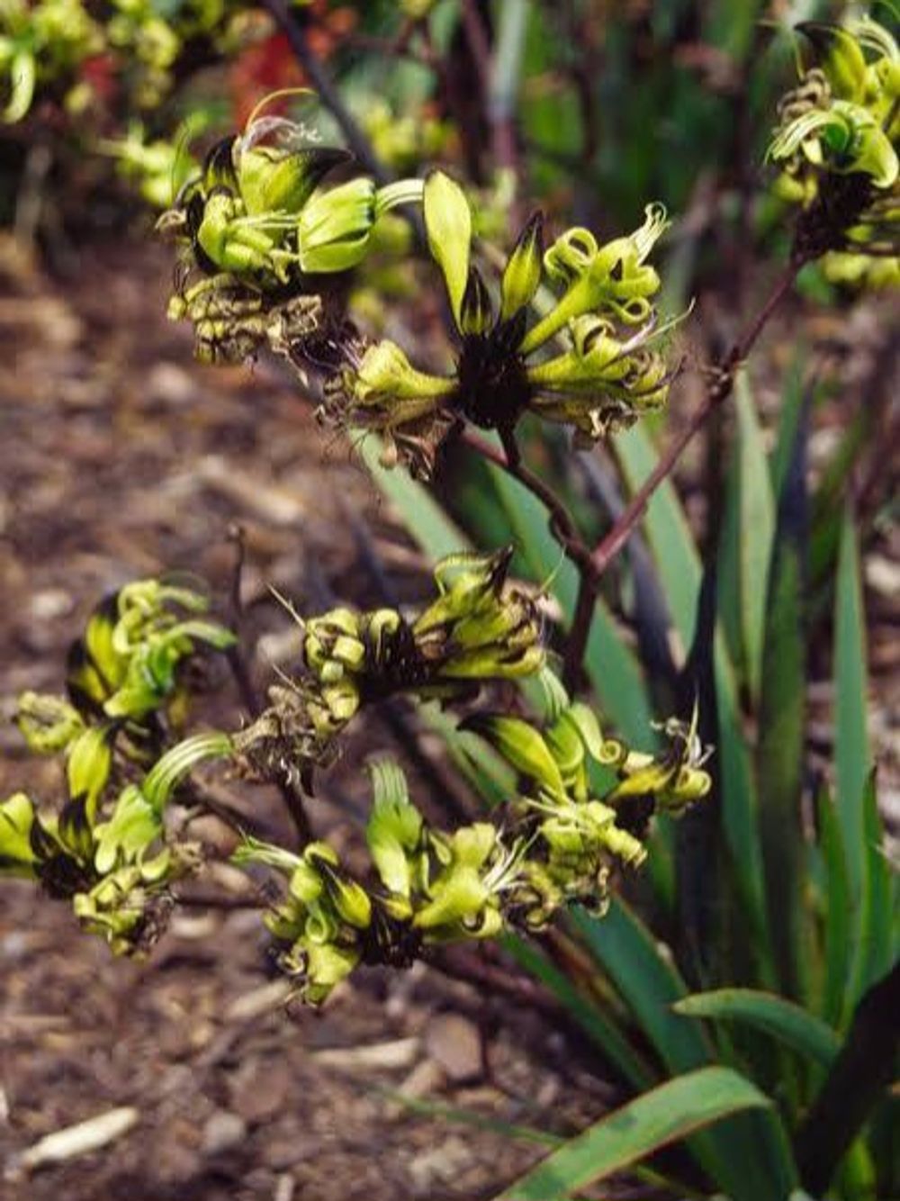 MACROPEDIA FULIGOSA BLACK KANGAROO PAW (14CM)