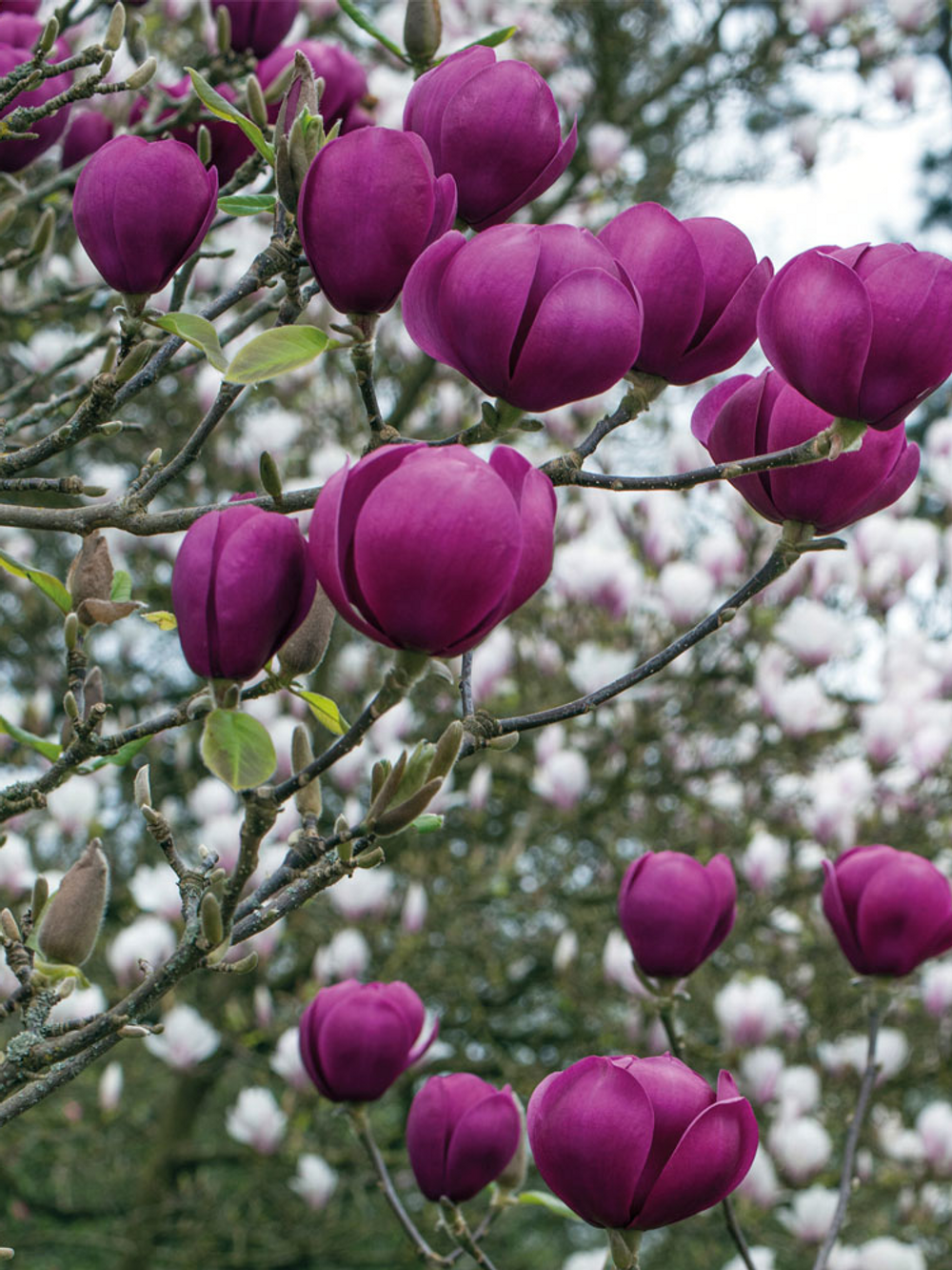 Magnolia Black Tulip (25lt)