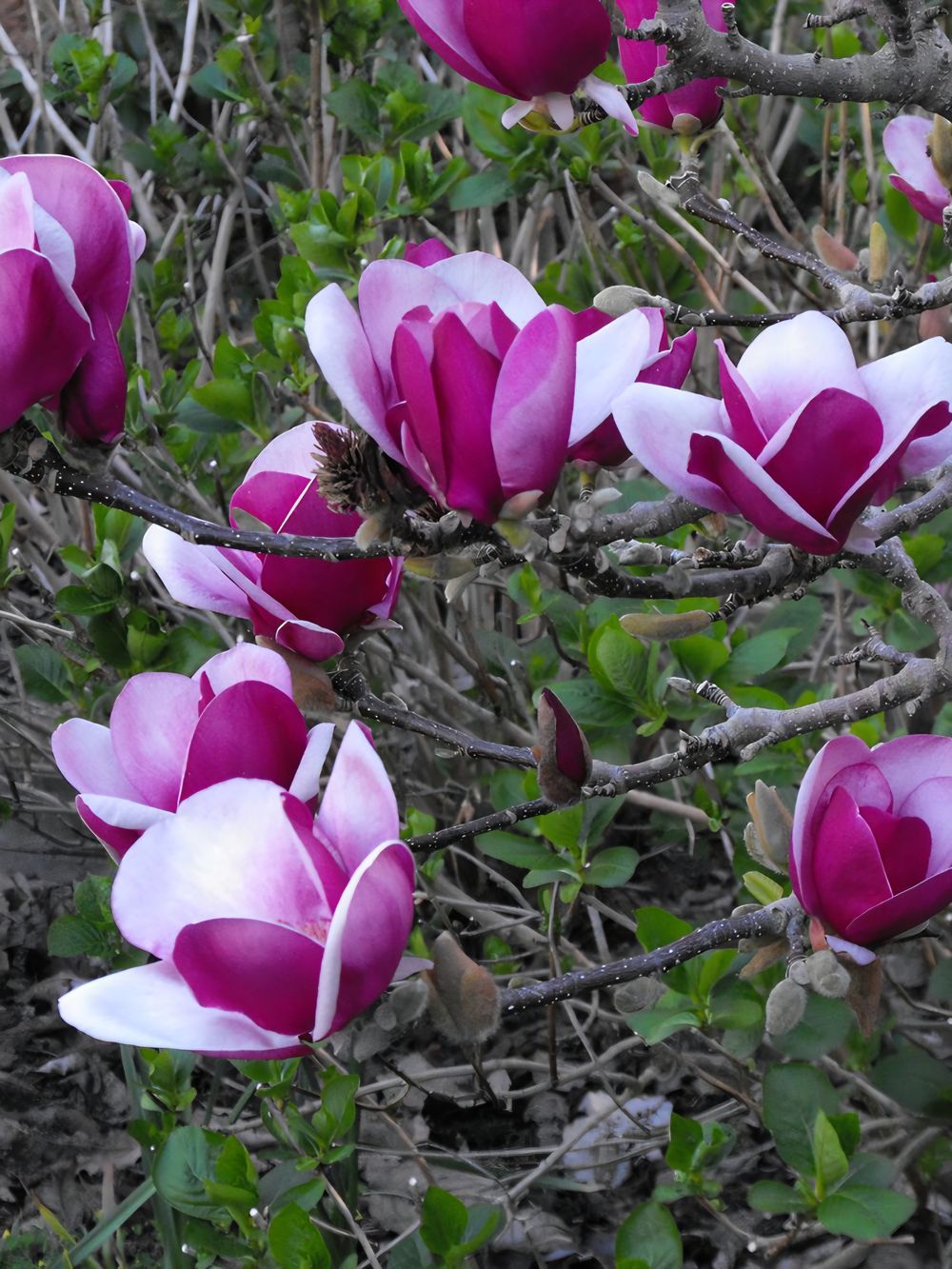 Magnolia Cameo (25lt)