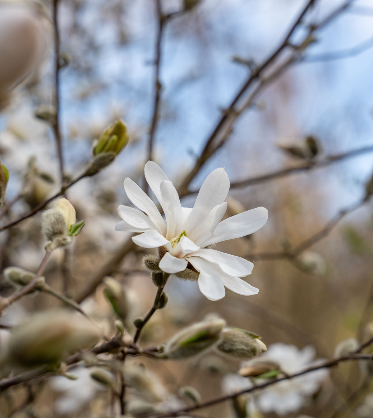 Magnolia Stellata (25lt)