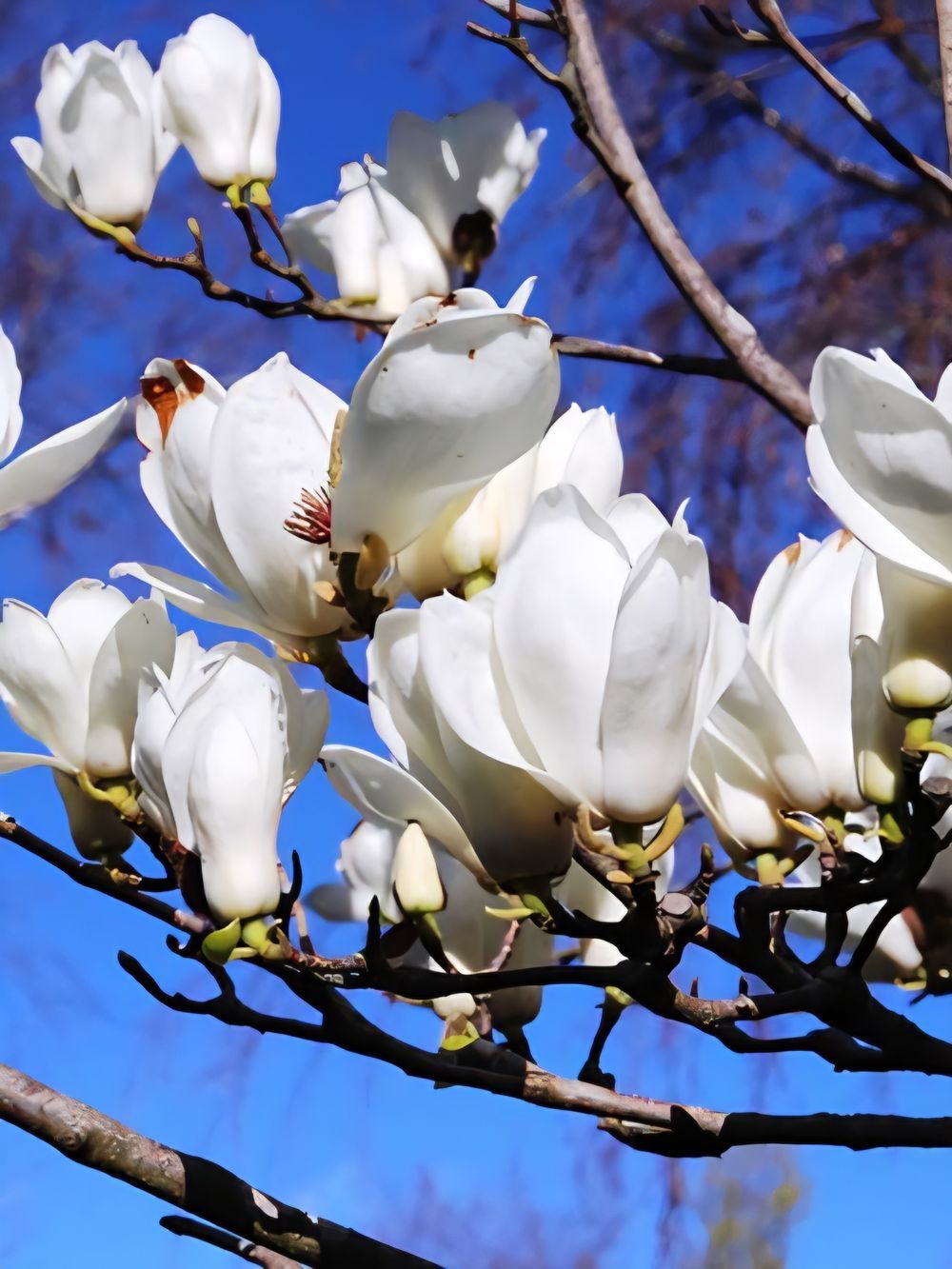 Magnolia denudata Yulan (25lt)