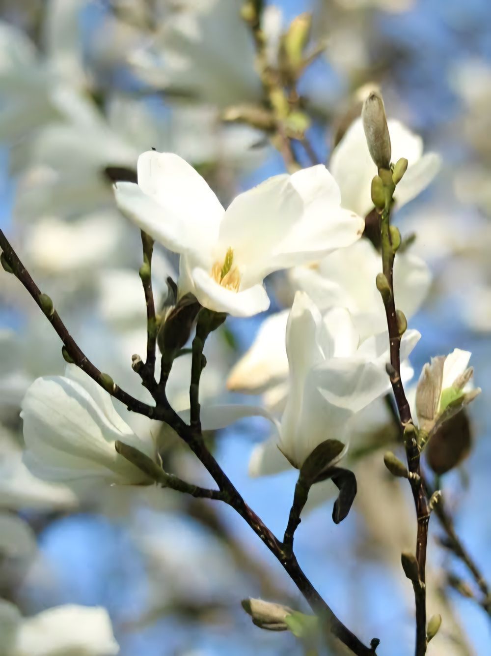 Magnolia denudata Yulan (25lt)