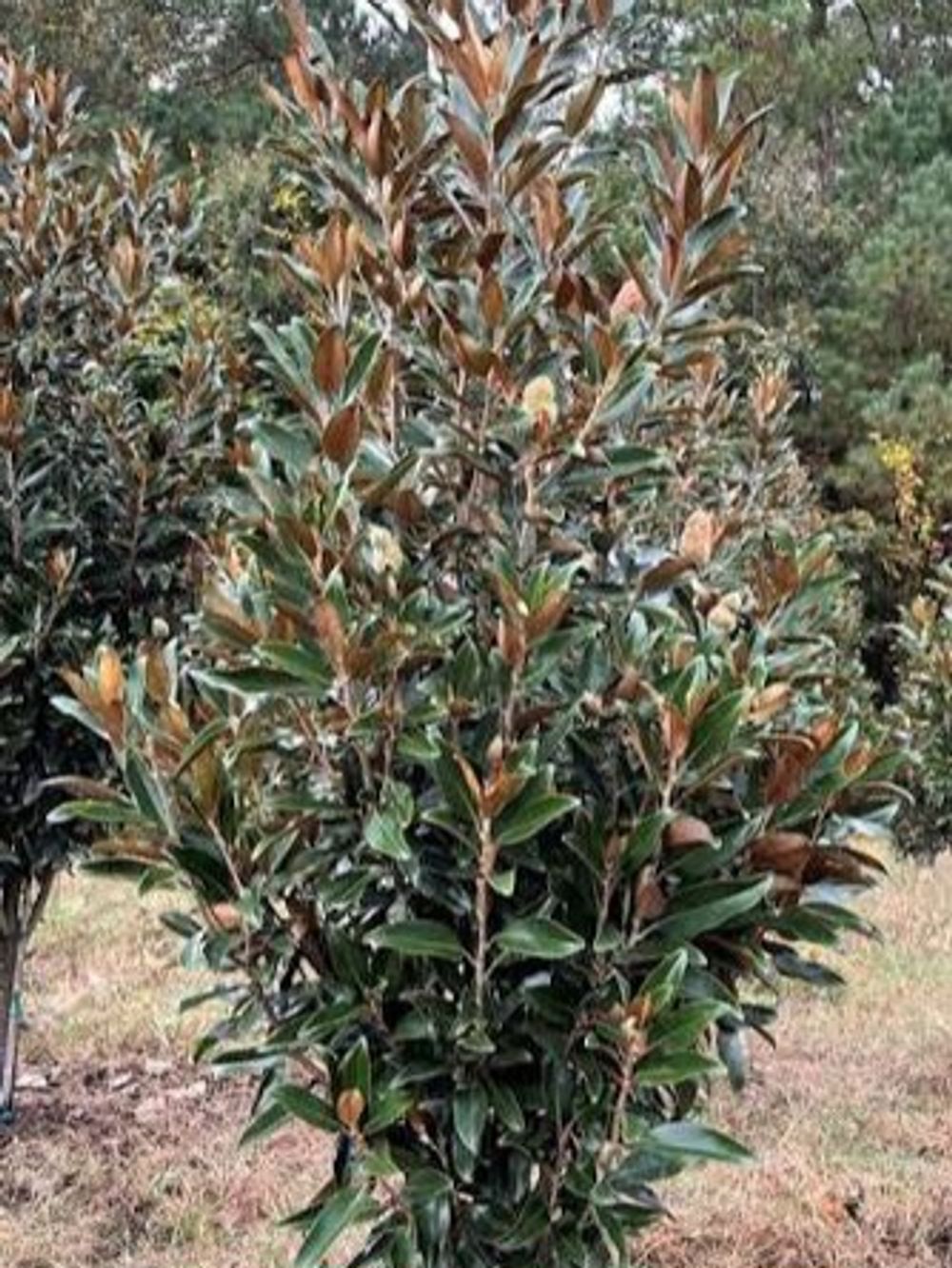 MAGNOLIA GRANDIFLORA ALTA TM (45LT)