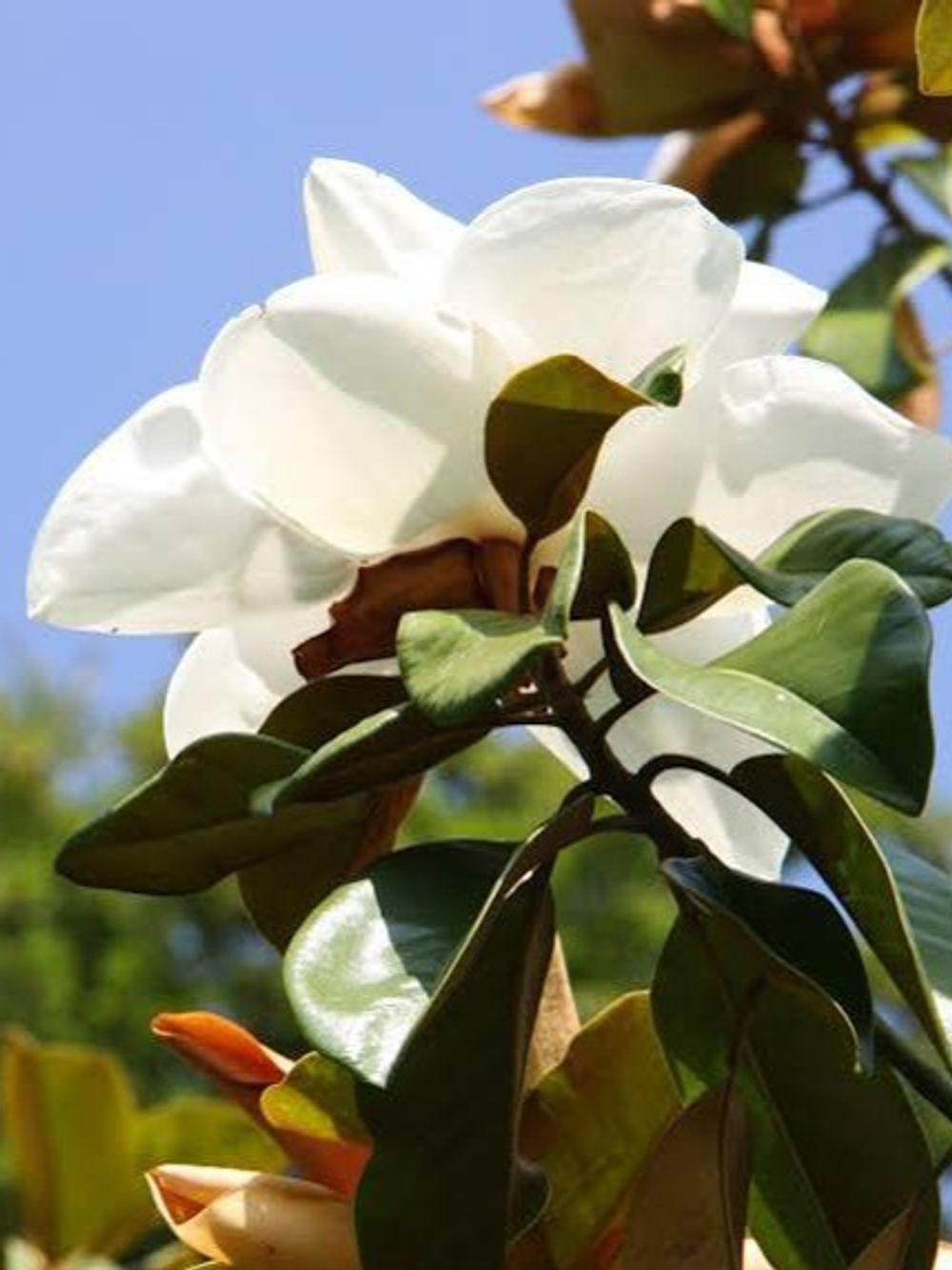 MAGNOLIA GRANDIFLORA EXMOUTH (25LT)