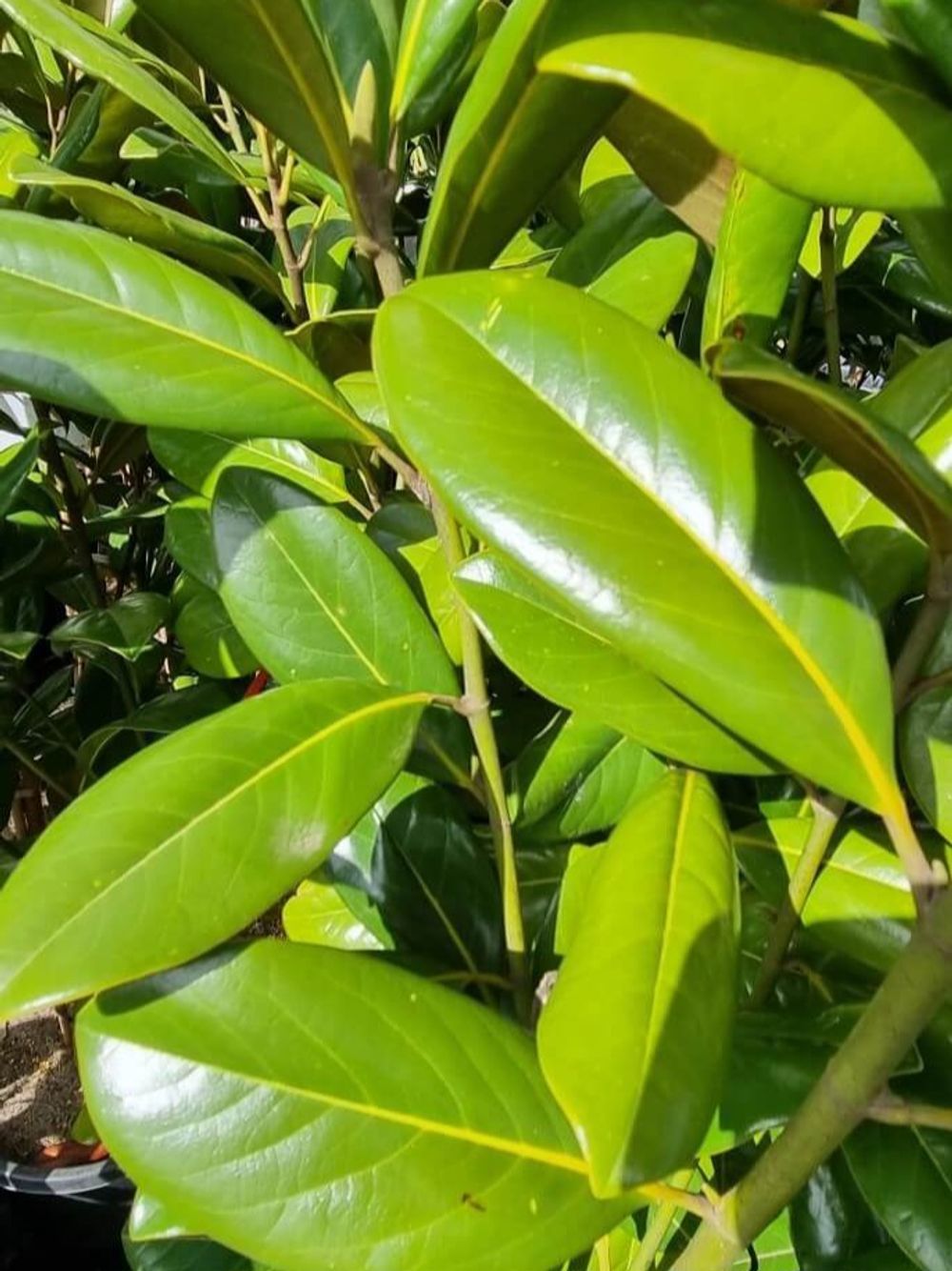 MAGNOLIA GRANDIFLORA GREENBACK TM (45LT)