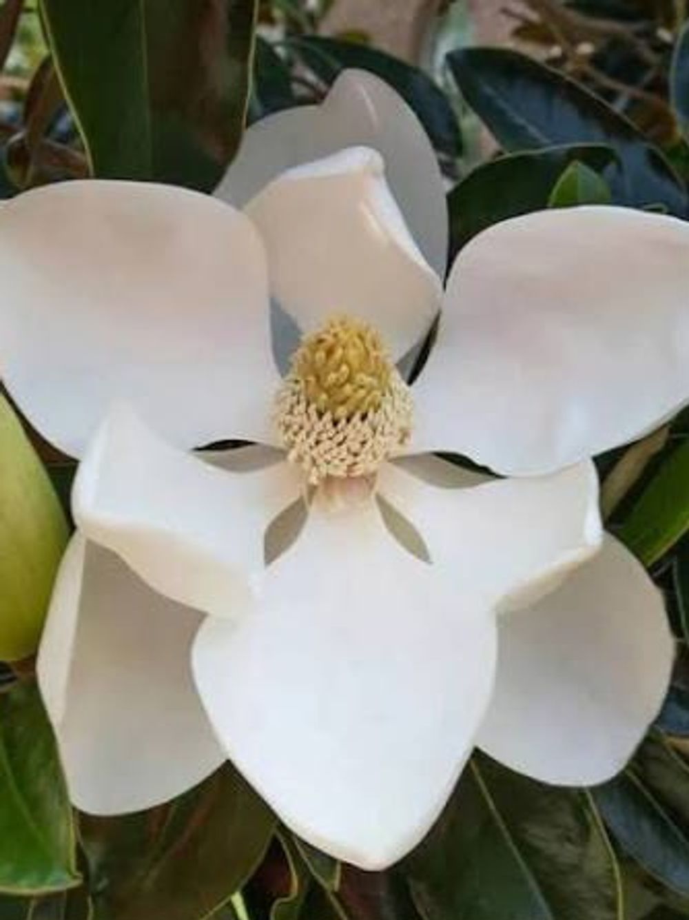 MAGNOLIA GRANDIFLORA LITTLE GEM (25LT)