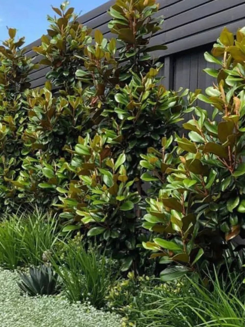 MAGNOLIA GRANDIFLORA LITTLE GEM (25LT)