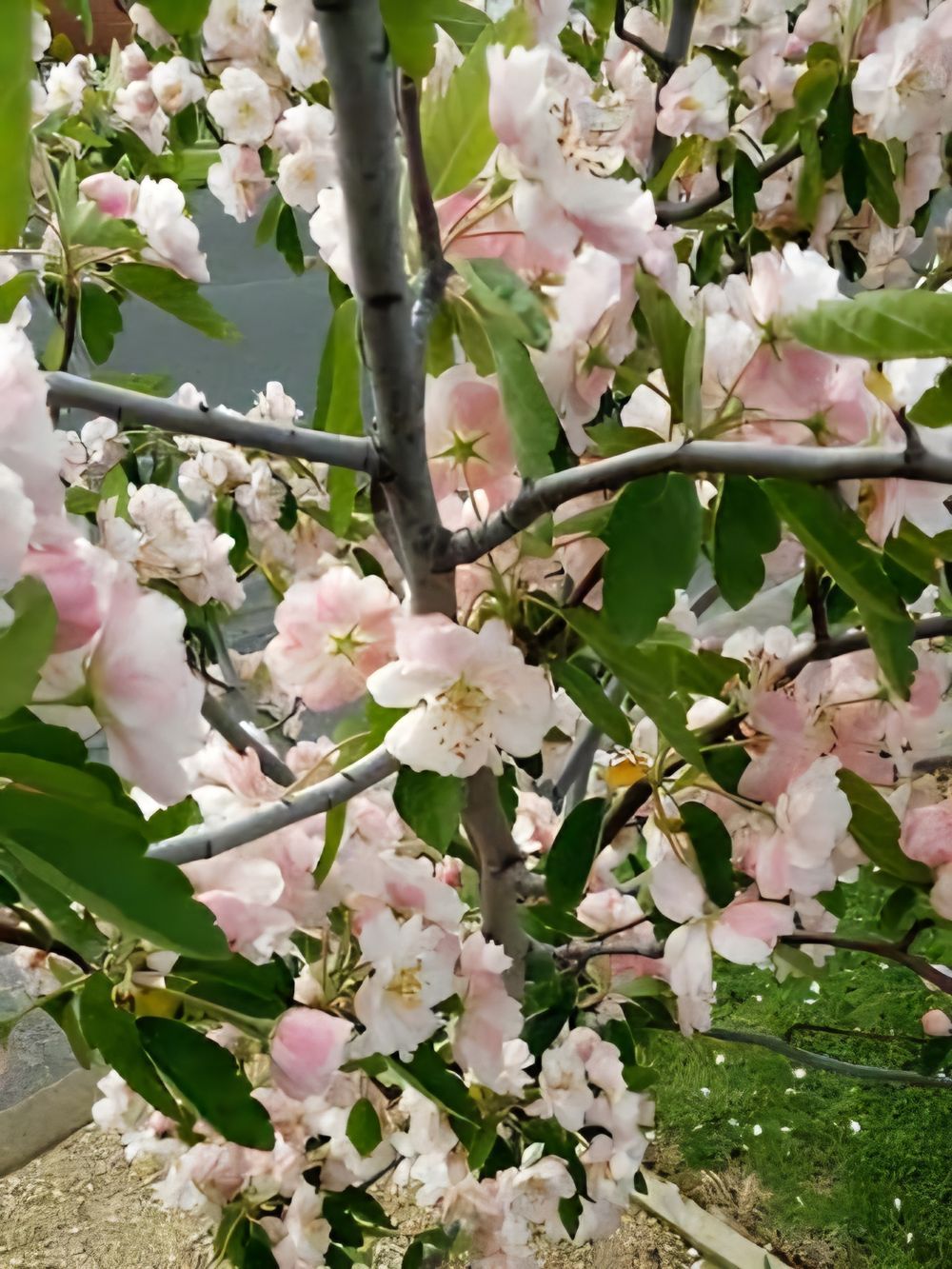 Malus Charlottae (25lt)