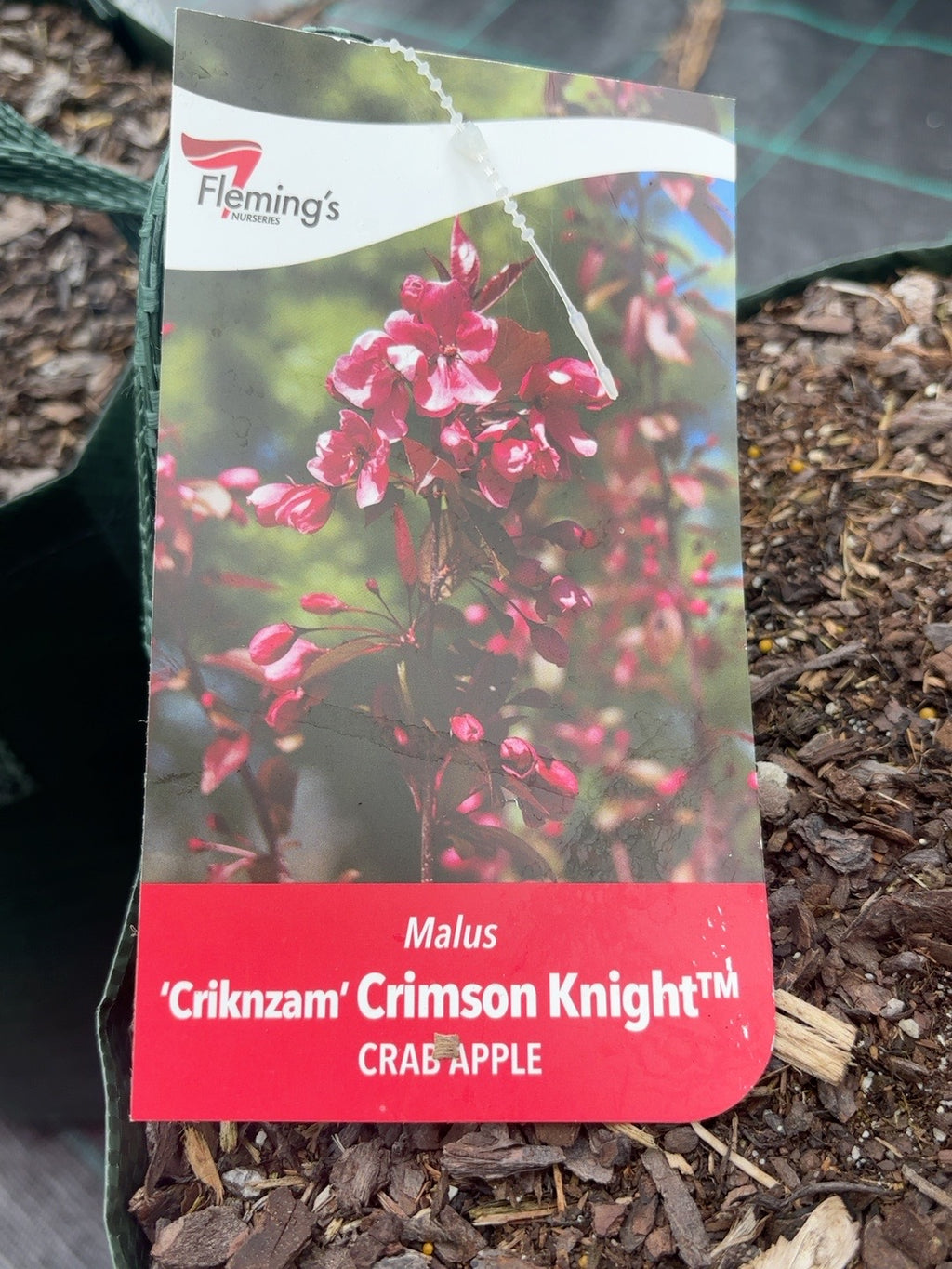 Malus Crimson Knight (25lt)