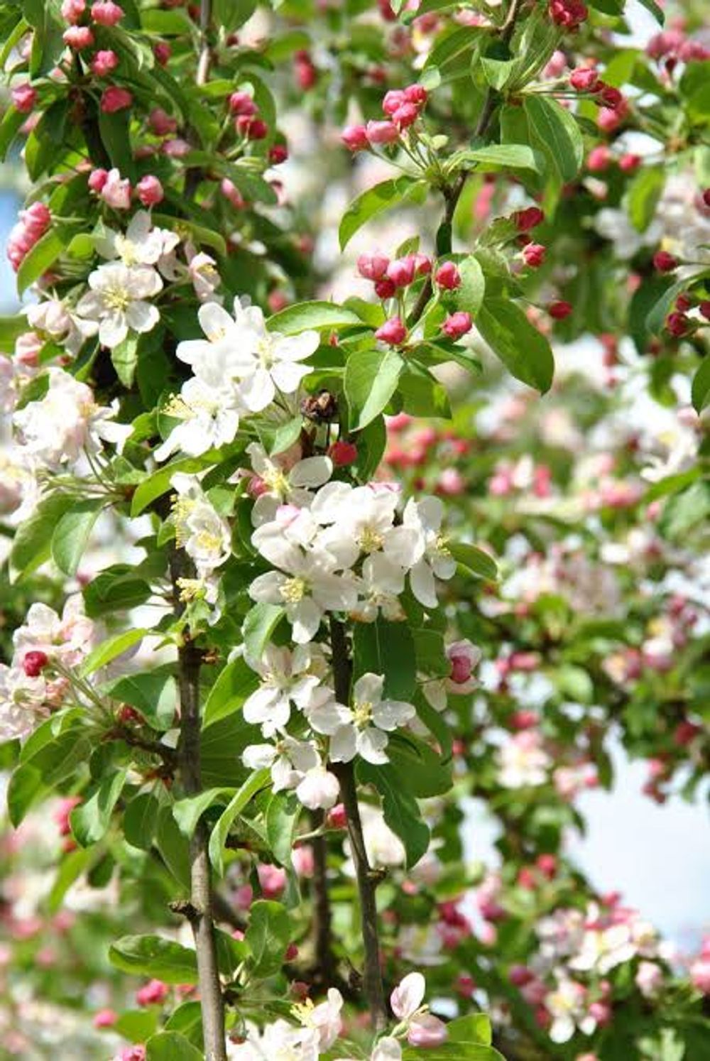 Malus Golden Hornet (25lt)