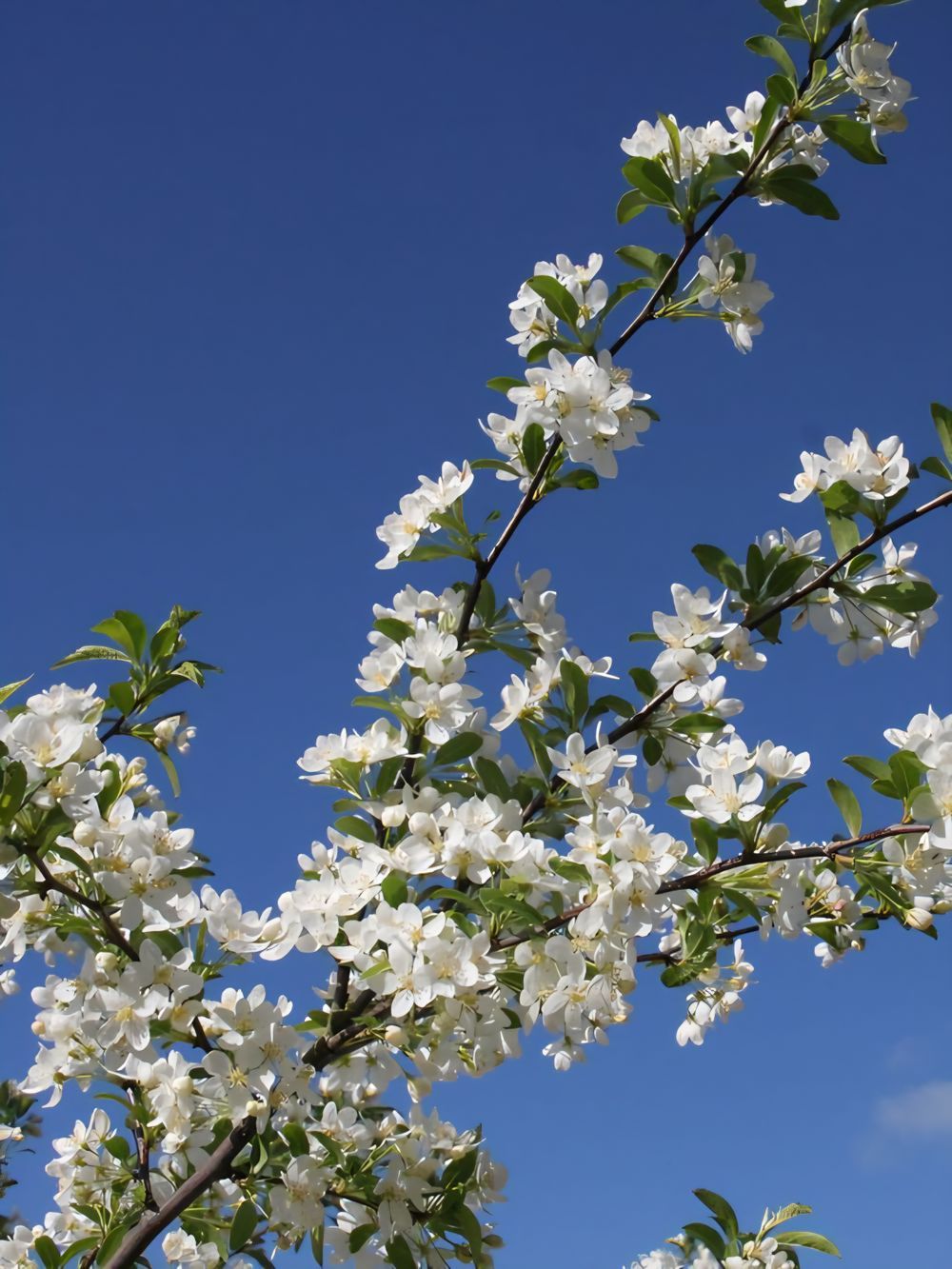 Malus Golden Raindrops (25lt)