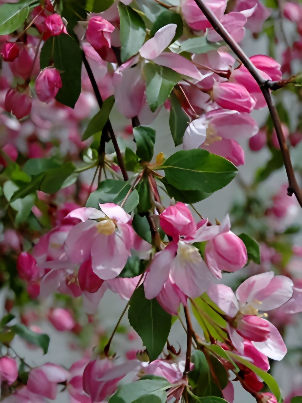 Malus x atrosanguinea Gorgeous Crab Apple (25lt)