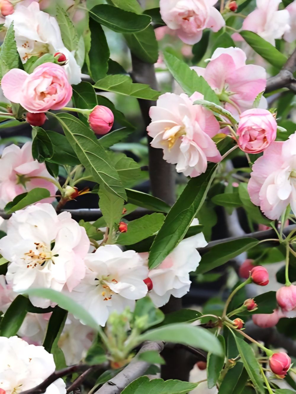 Malus ioensis plena Crabapple Tree (25lt)