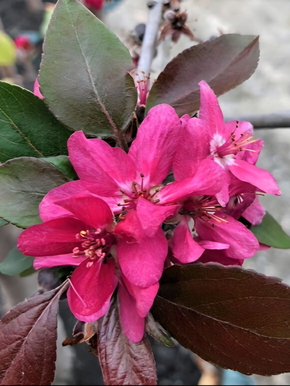 Malus ioensis rubra (25lt)