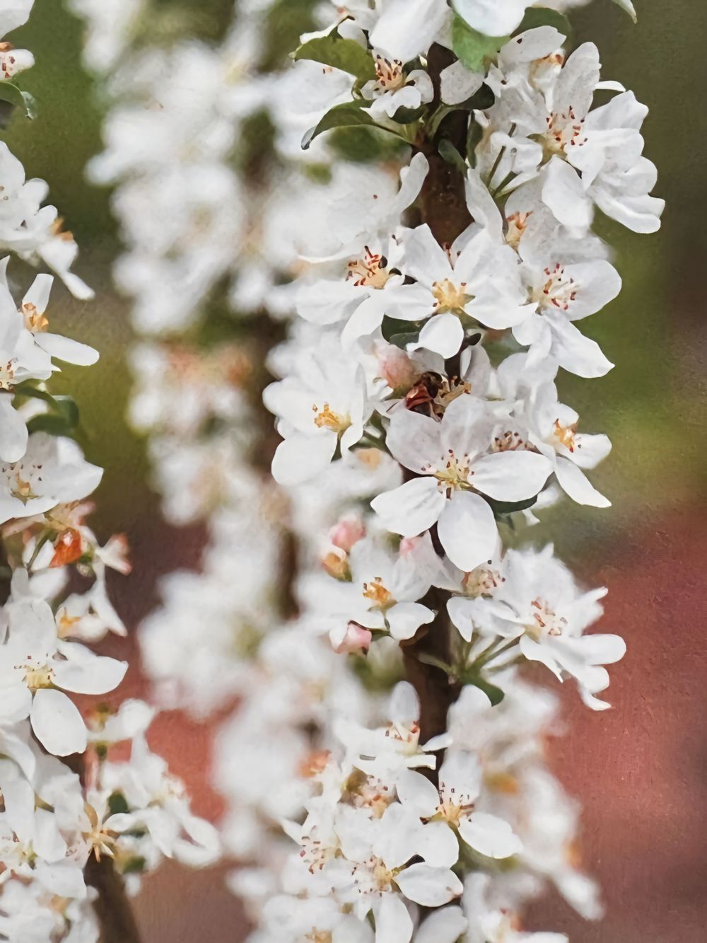 Malus Ivory Spear (25lt)