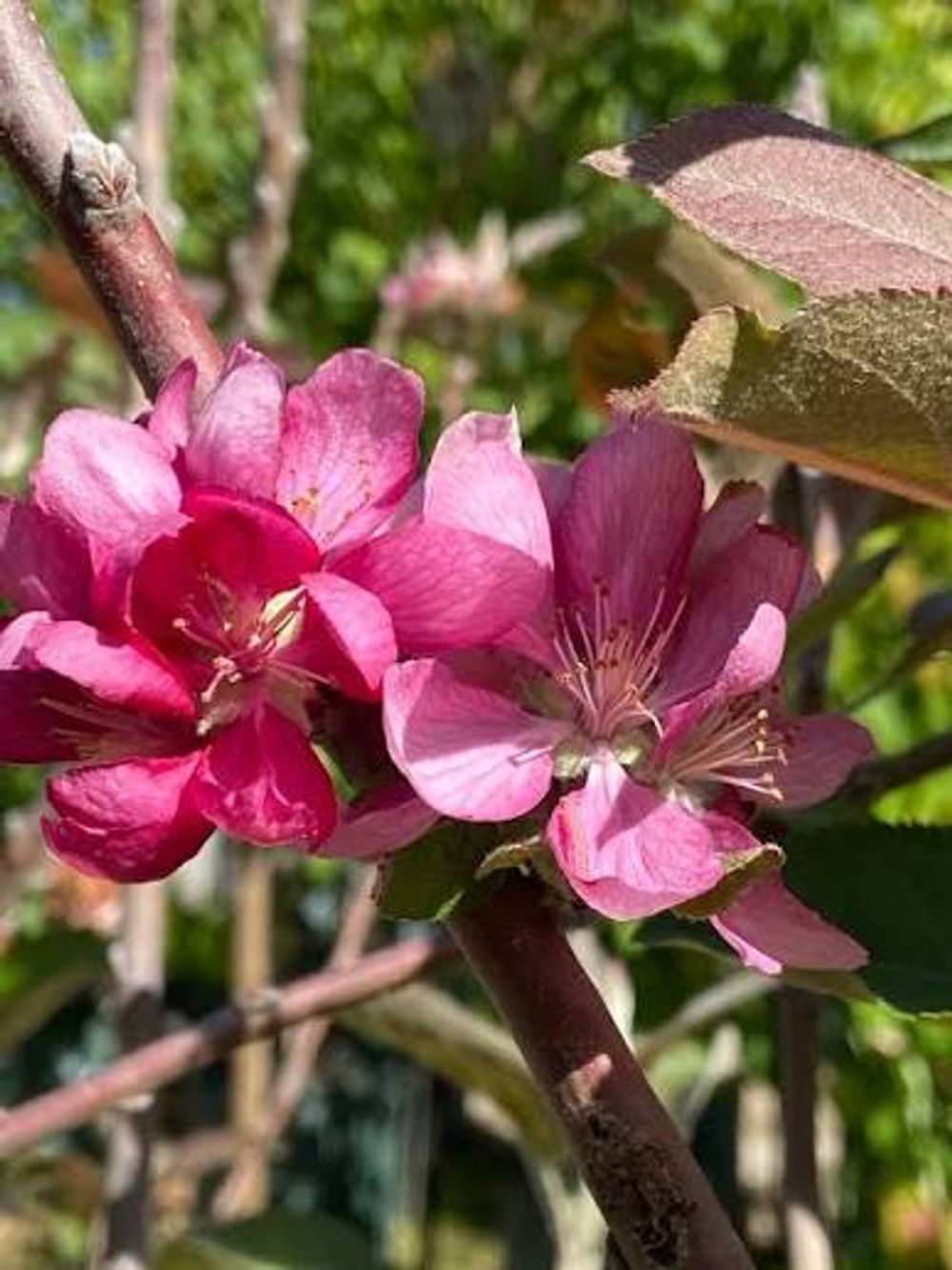 Malus Julias Blush (25lt)