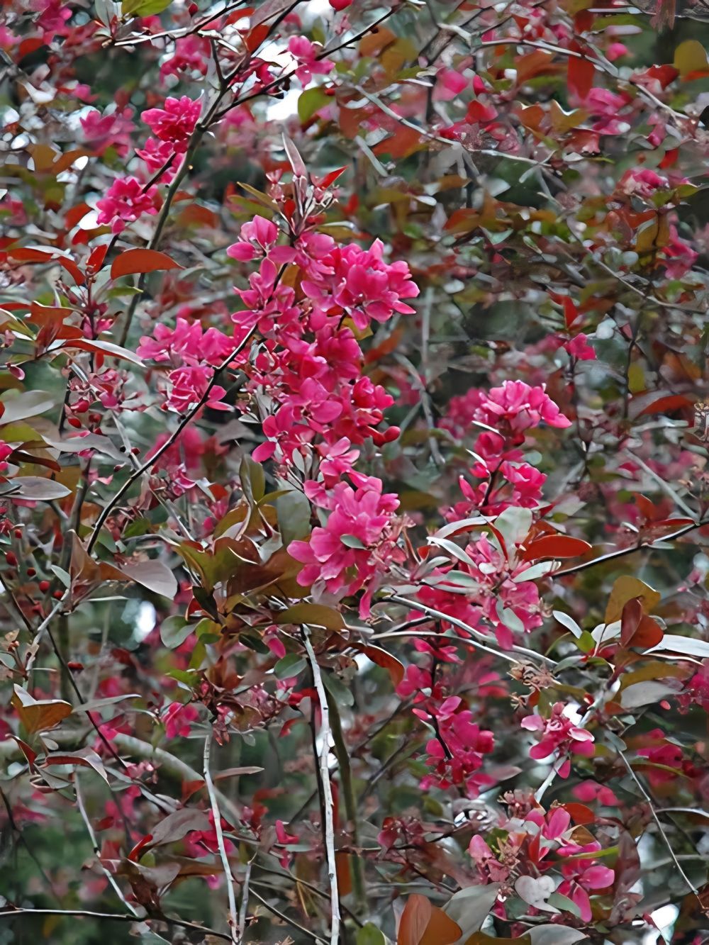 Malus Lemionei (45lt)