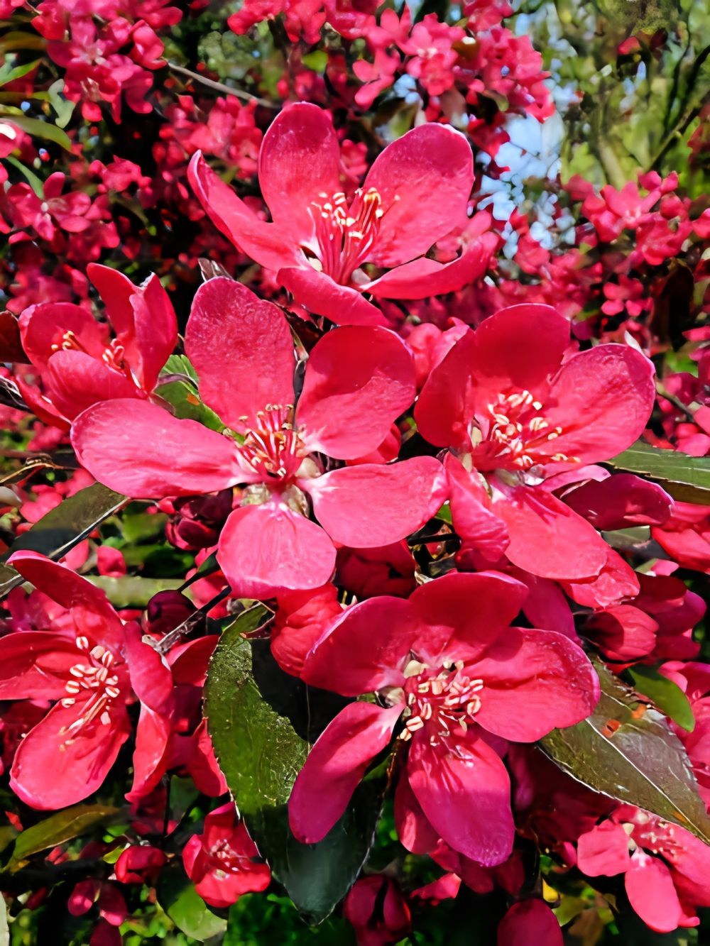 Malus Lemionei (45lt)