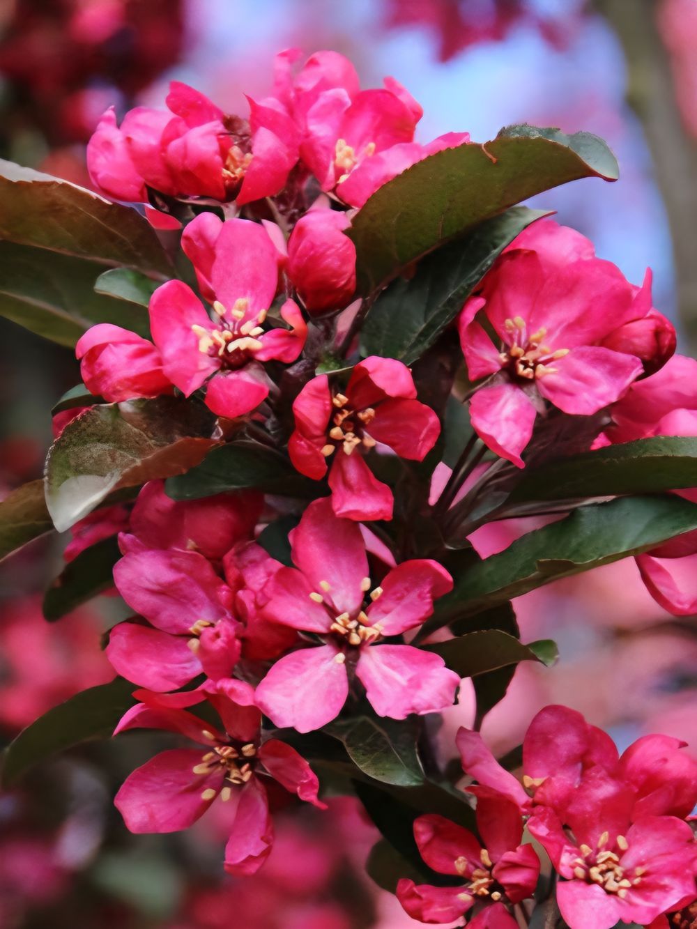 Malus Raspberry Spear (25lt)