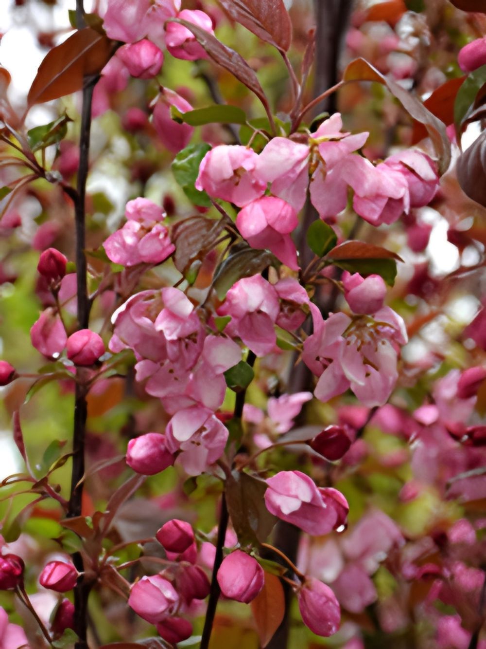 Malus Rejoice (25lt)