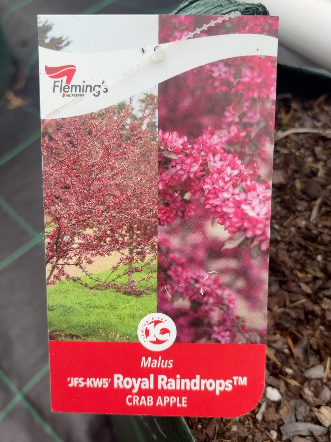 Malus Royal Raindrops (25lt)