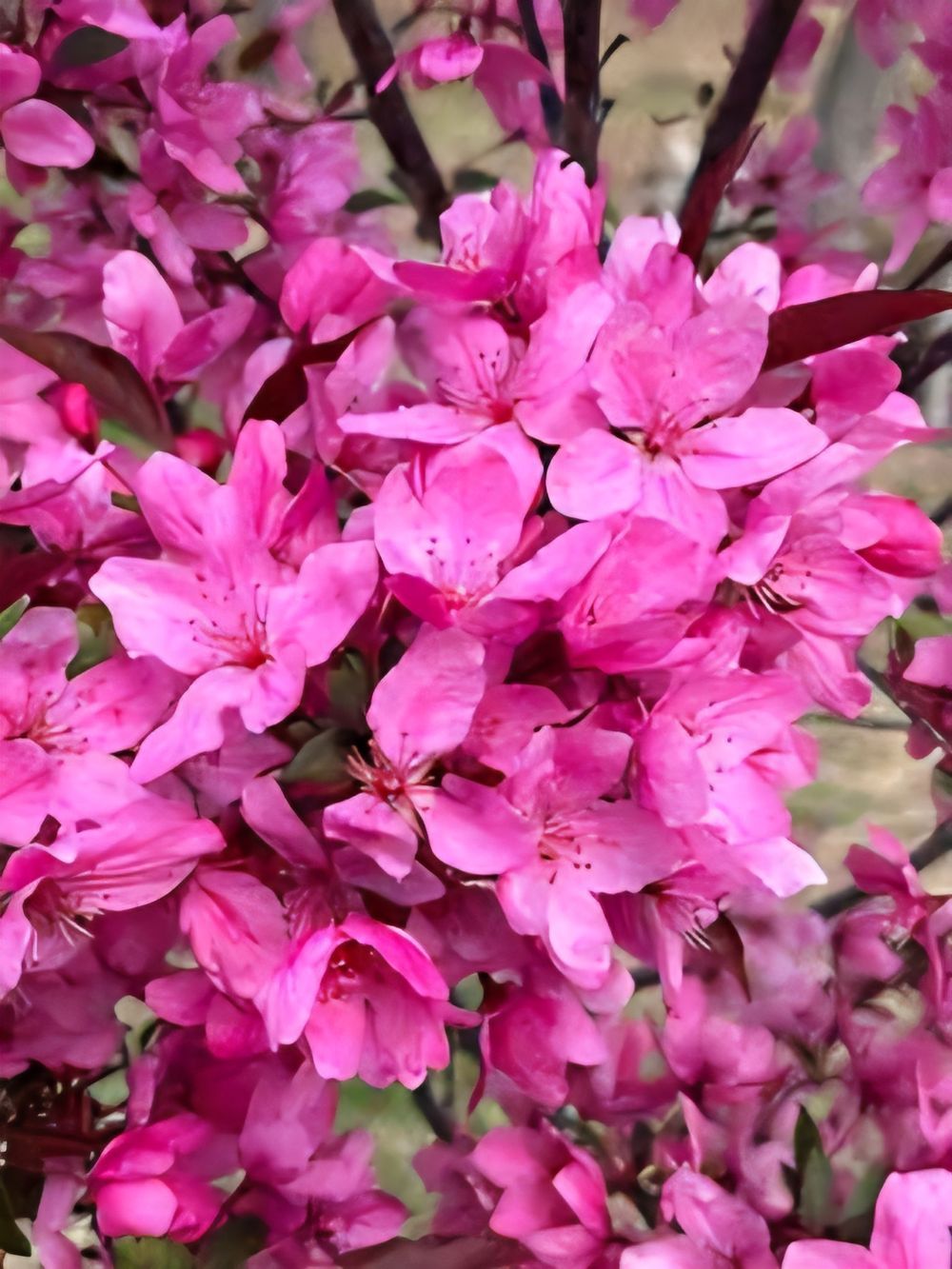 Malus Showtime (25lt)