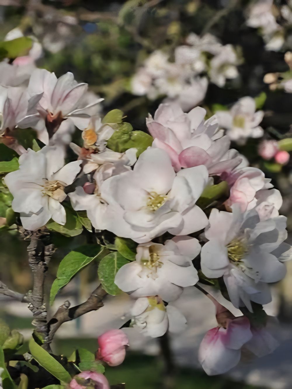 Malus spectabilis Chinese Flowering Crabapple (25lt)